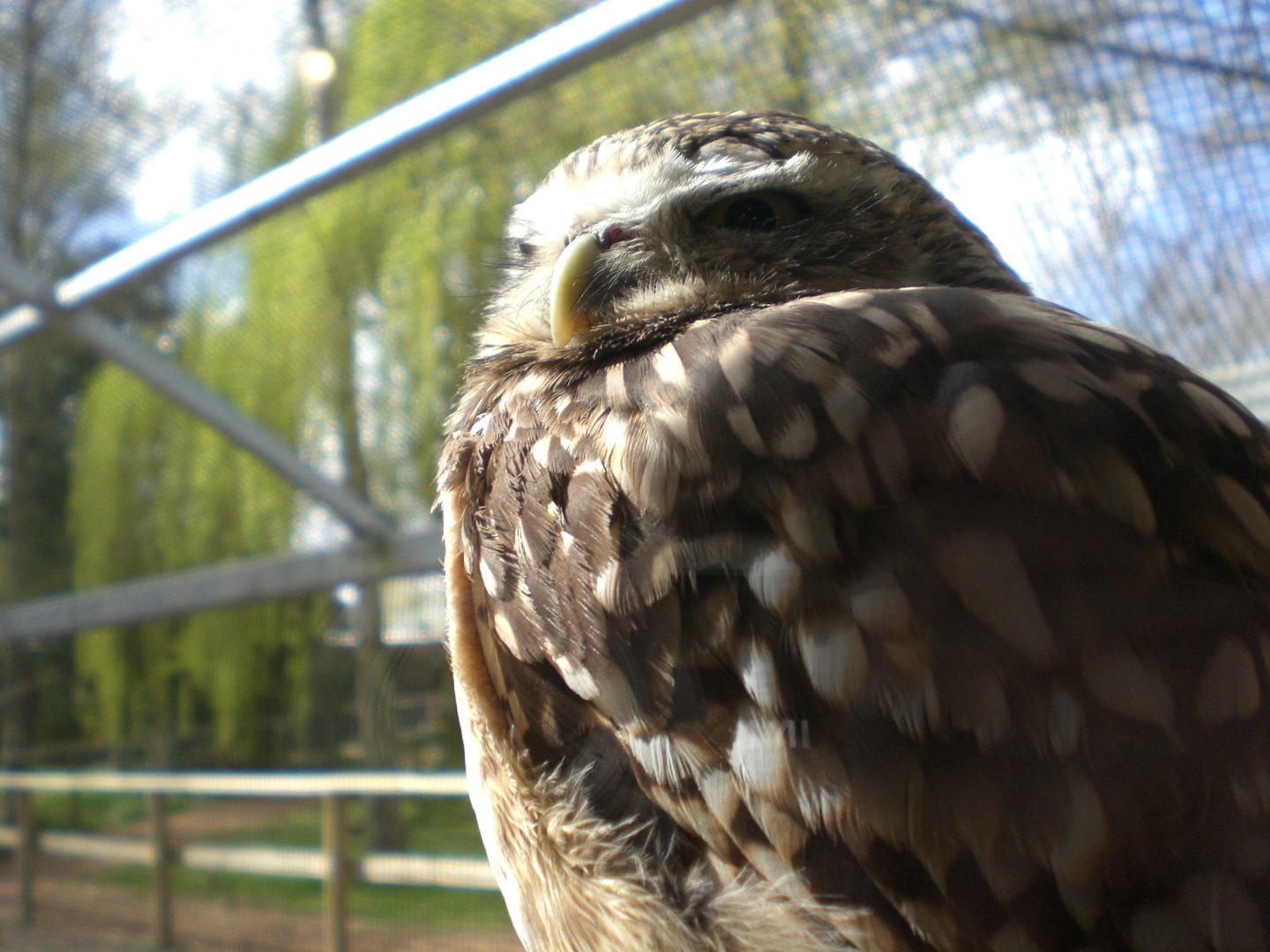 Burrowing Owl 070422