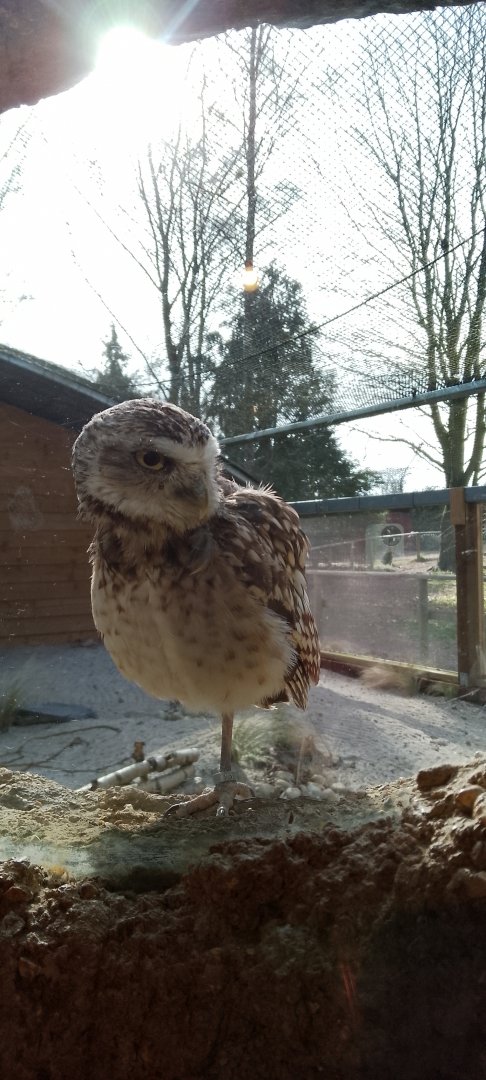 Burrowing Owl 090325