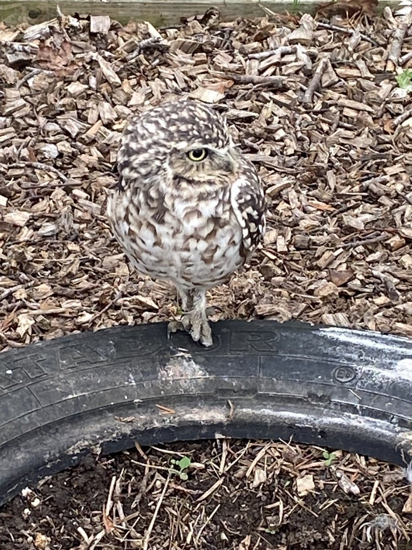 Burrowing owl 101025