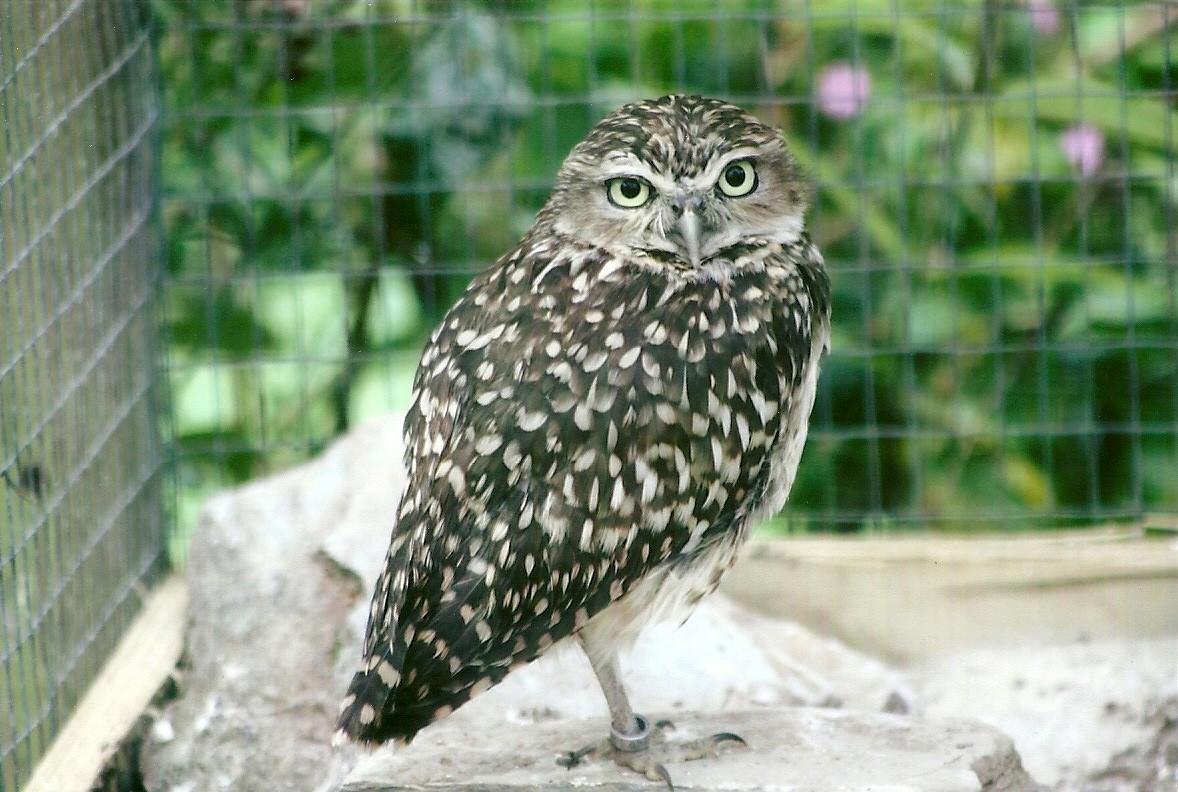 Burrowing Owl 10th September 2012