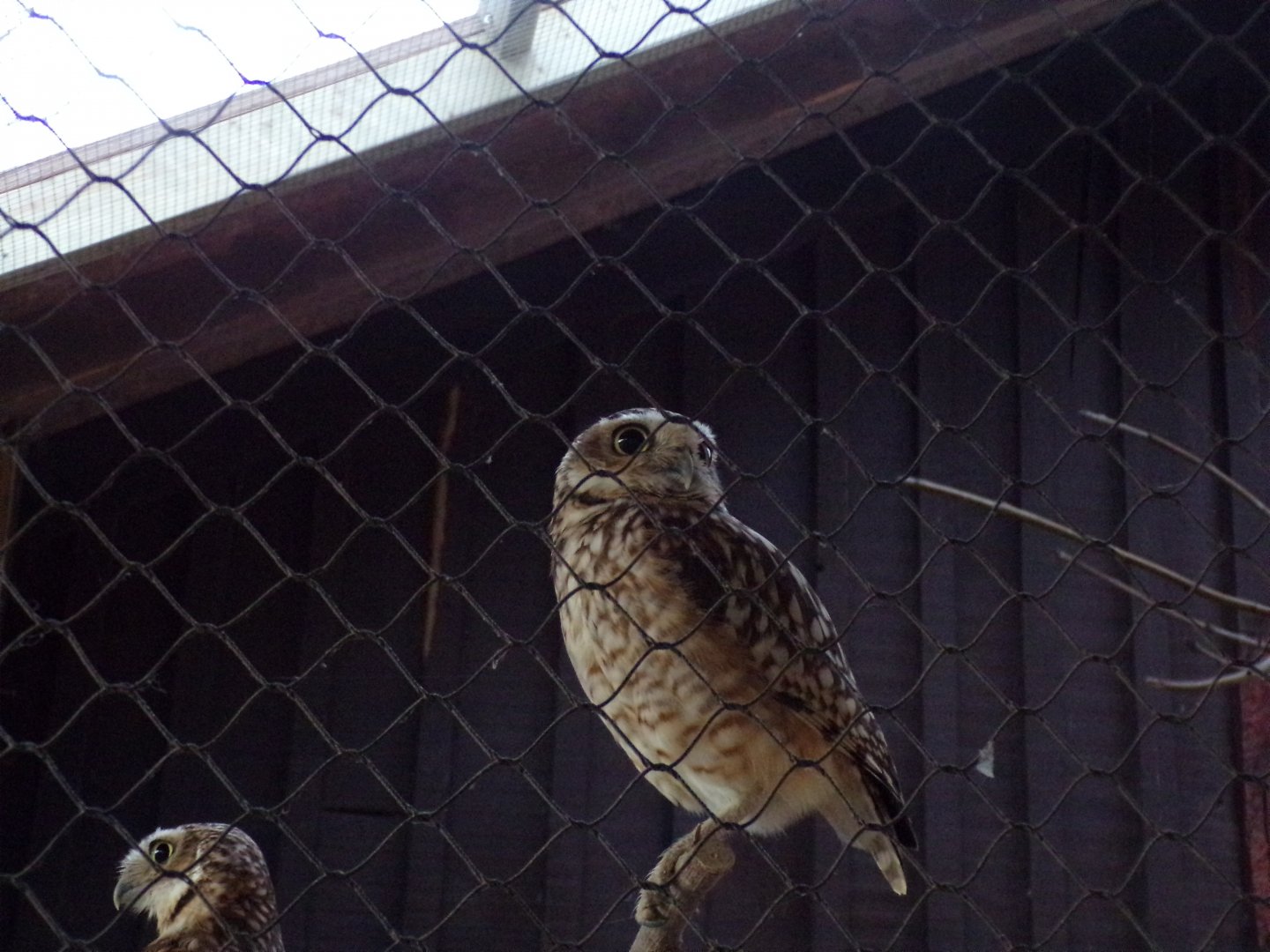 Burrowing owl 11.2.25