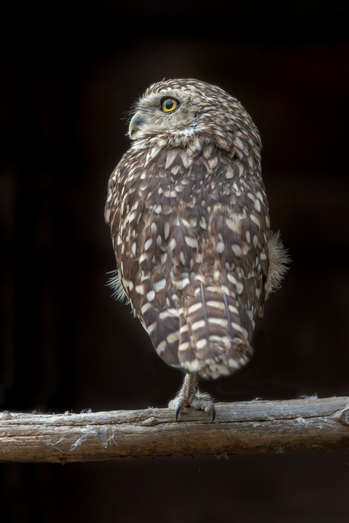 Burrowing Owl / 14-7-22 / Hamerton