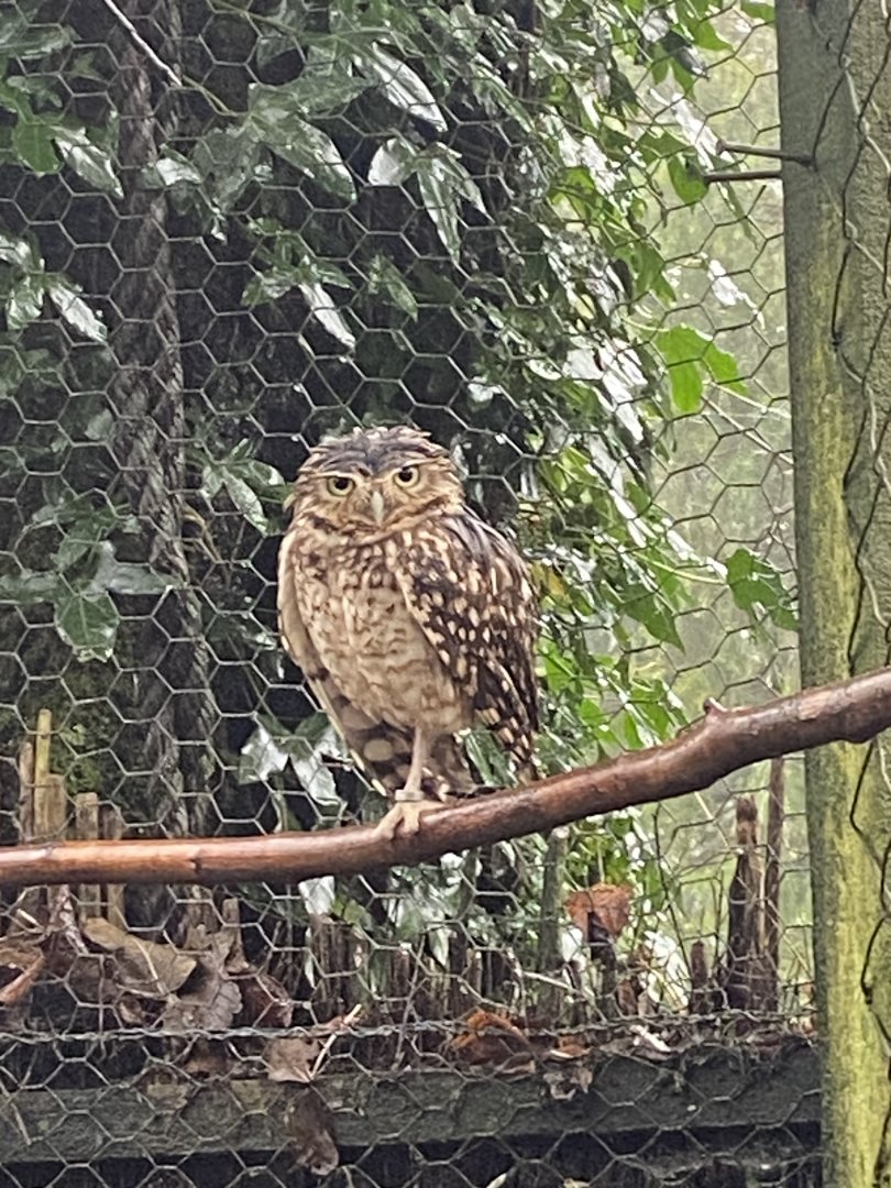 Burrowing owl 140224