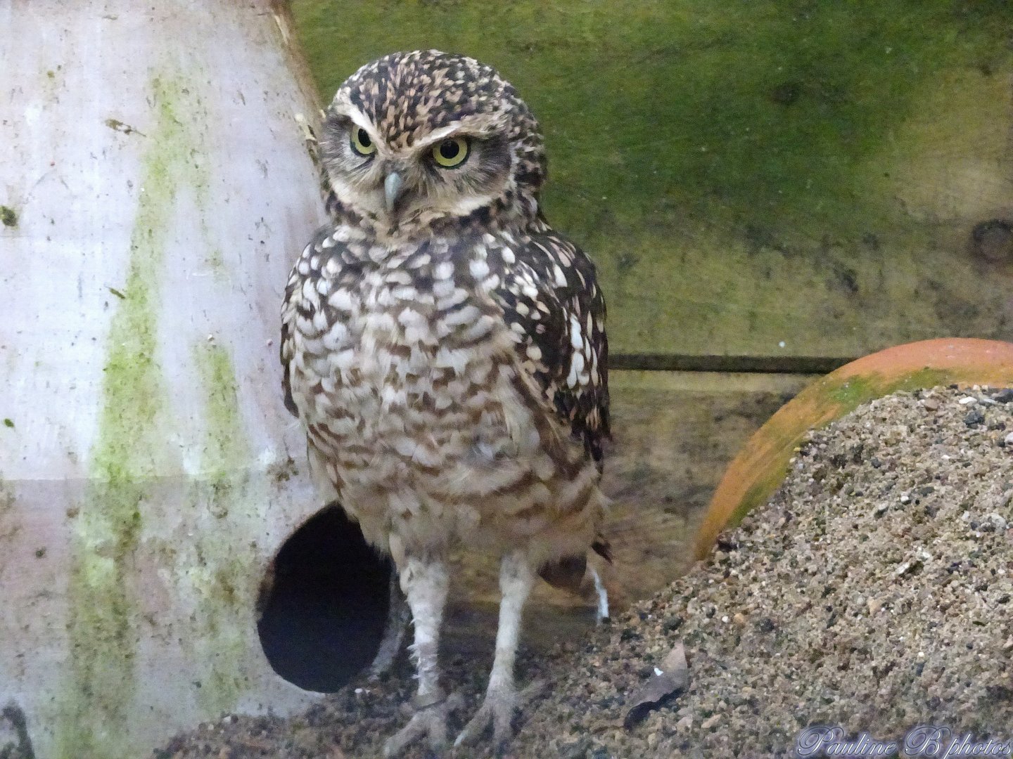 Burrowing  Owl 16 November 2025