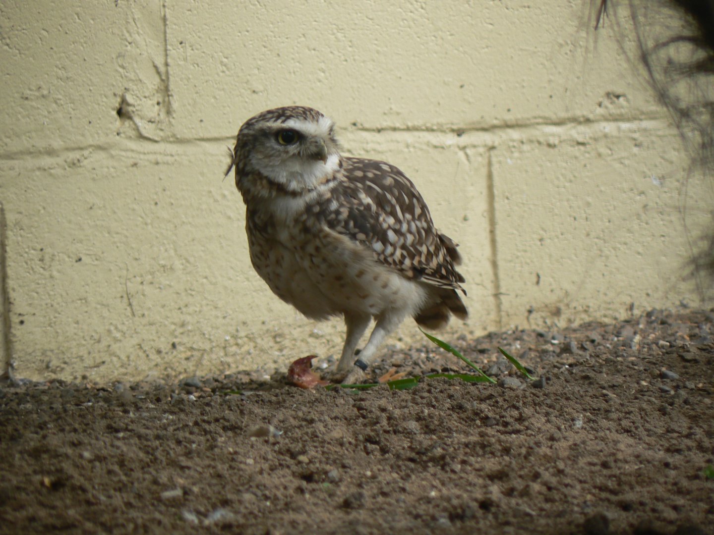 Burrowing Owl - 16 September 2017