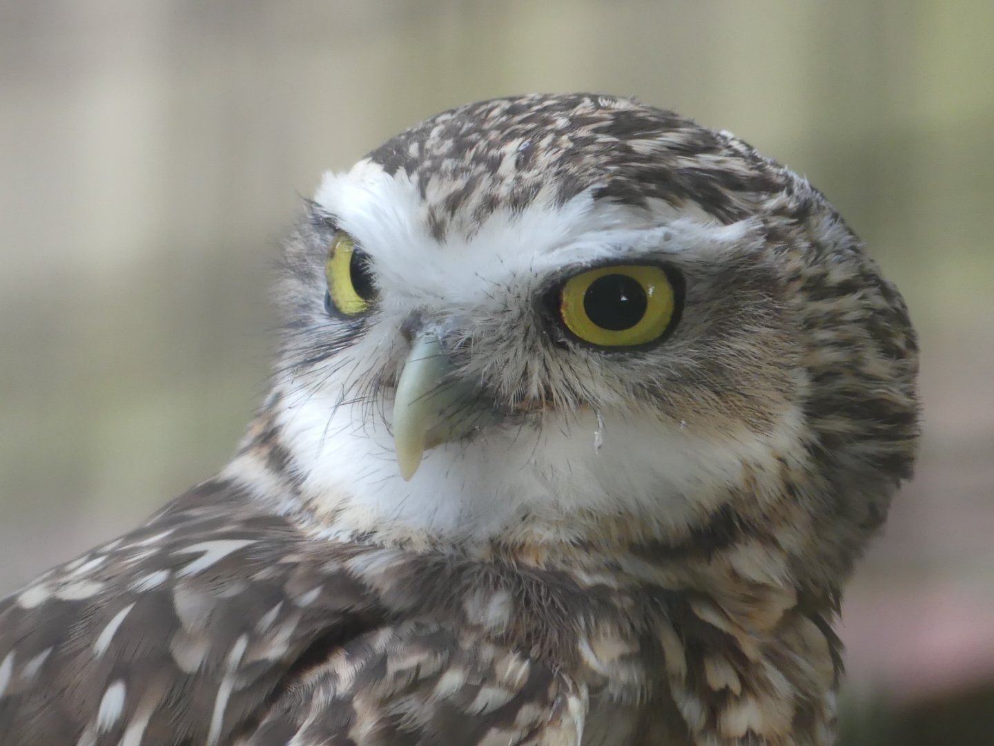 Burrowing Owl - 18.08.24