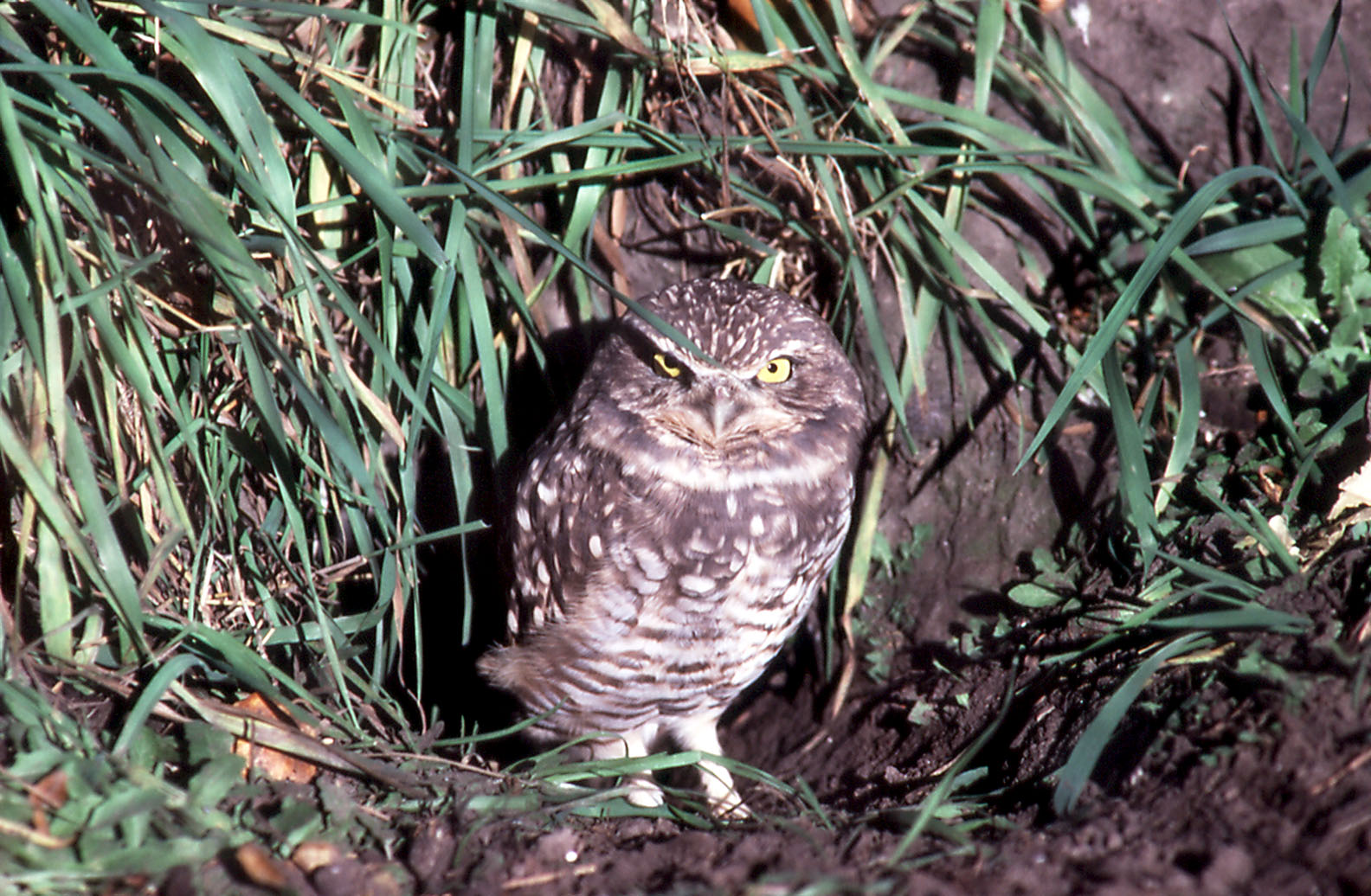 Burrowing Owl - 1987