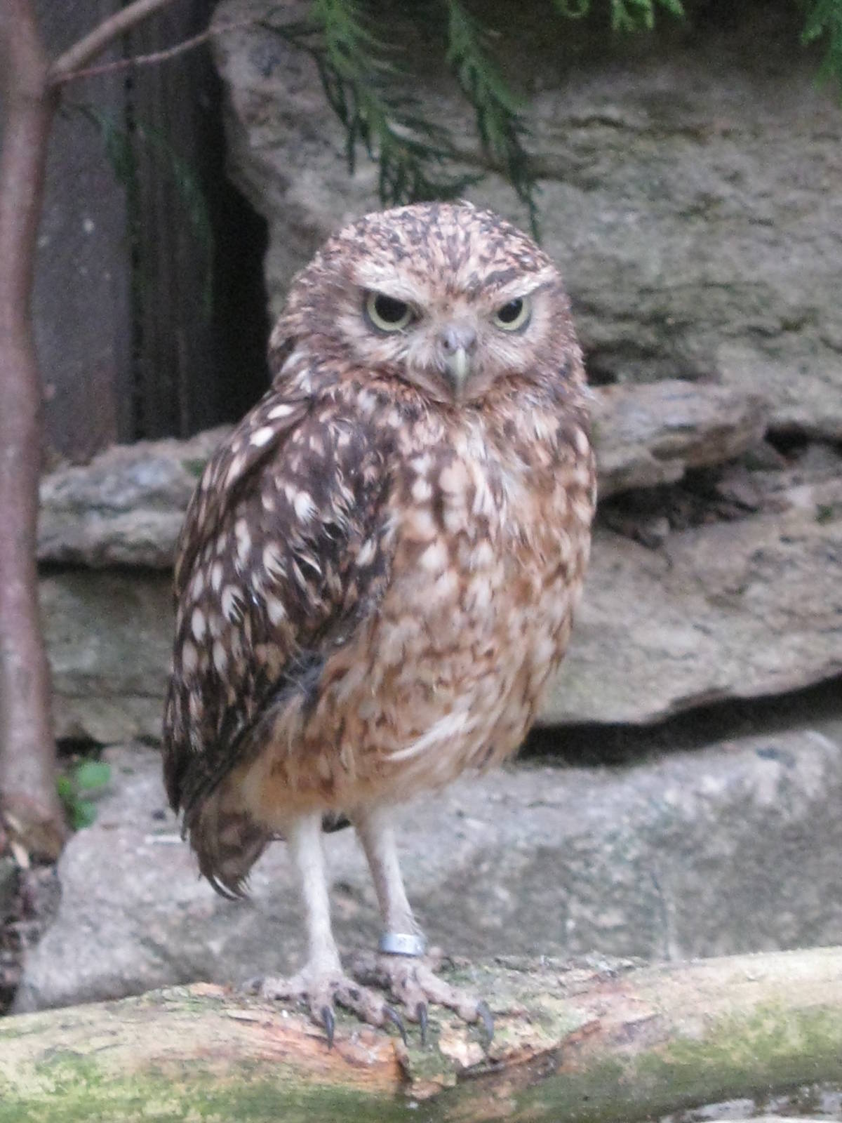 Burrowing Owl 2012.