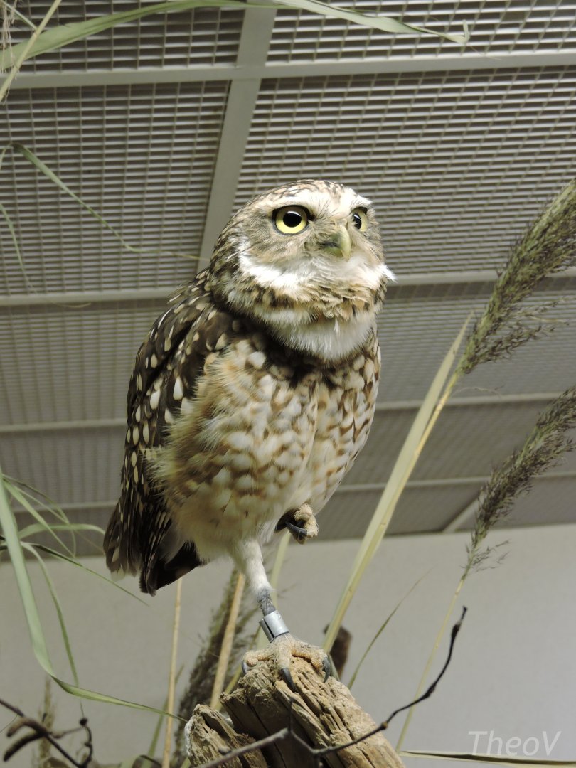 Burrowing owl [2015]