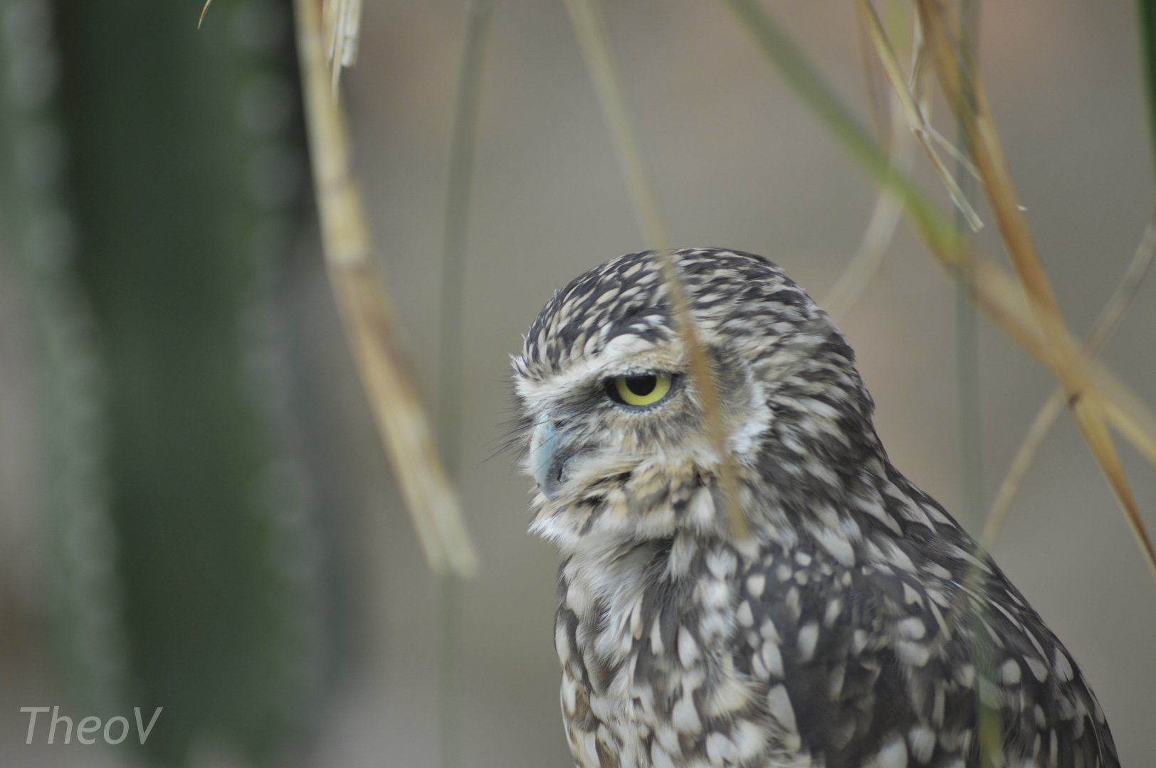 Burrowing owl [2017]