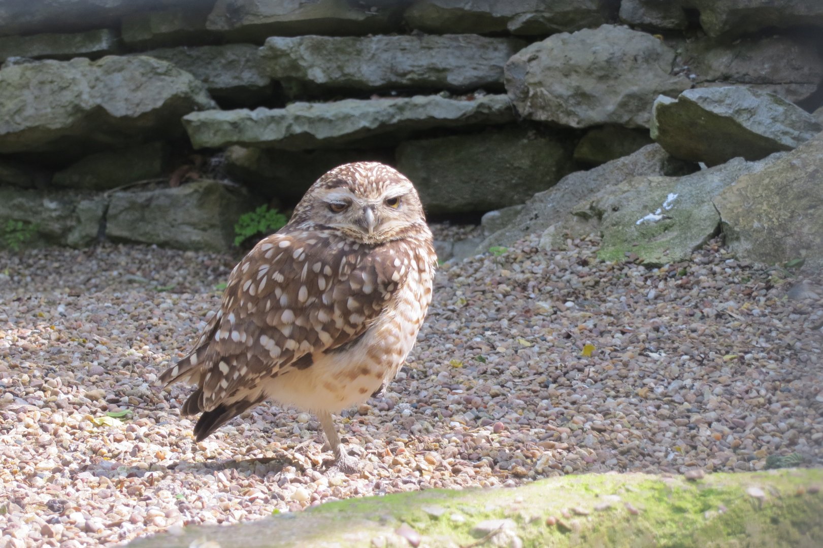 Burrowing owl 230619