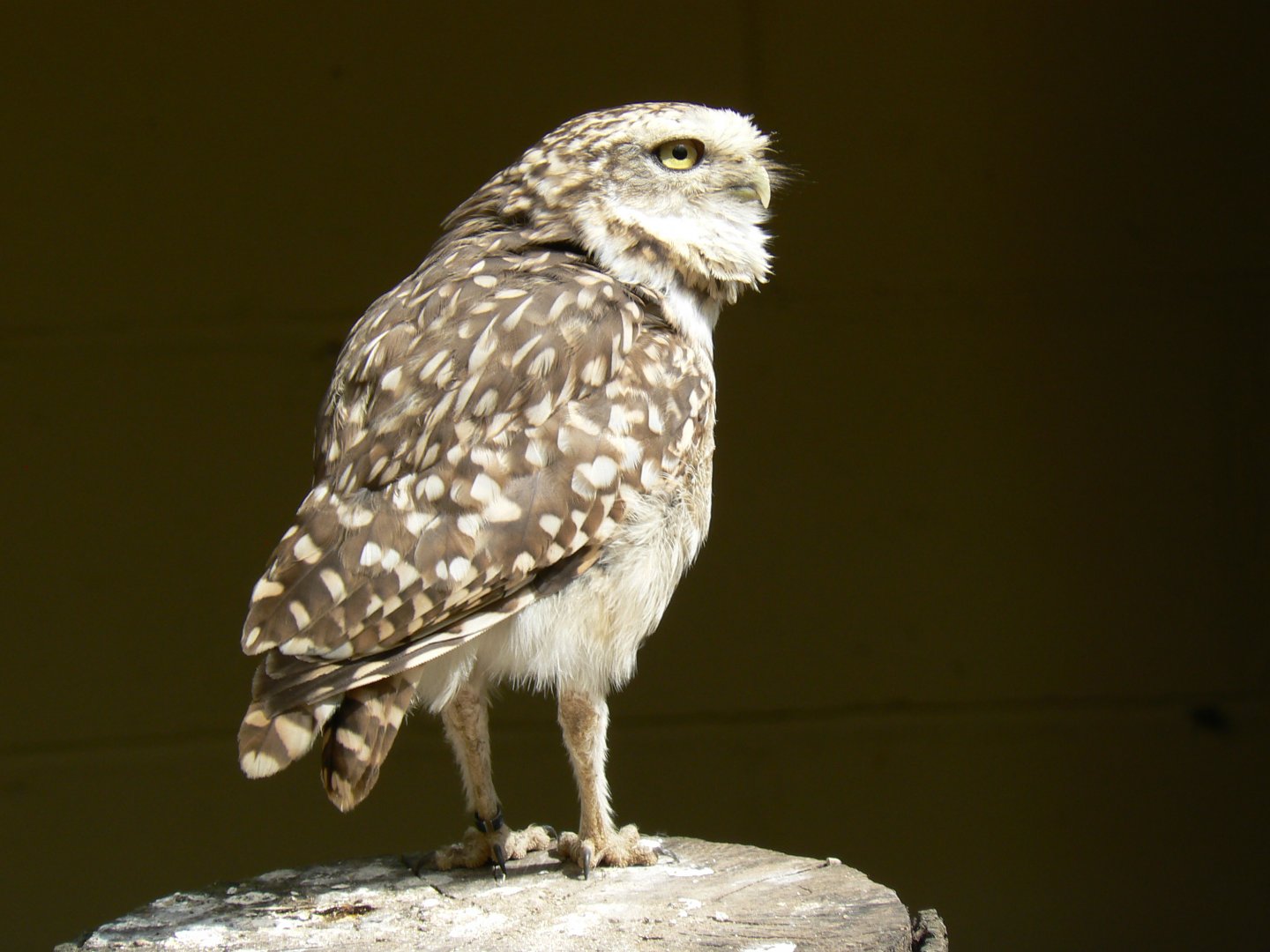 Burrowing Owl - 26 June 2017