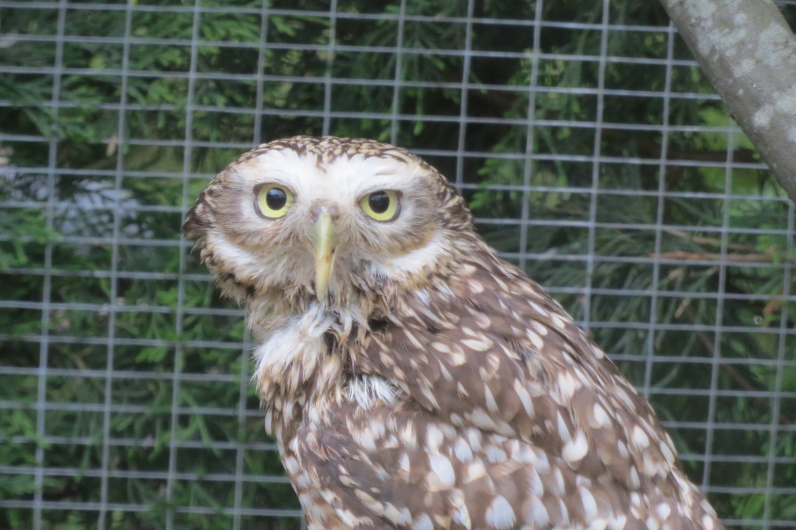 Burrowing owl 280418