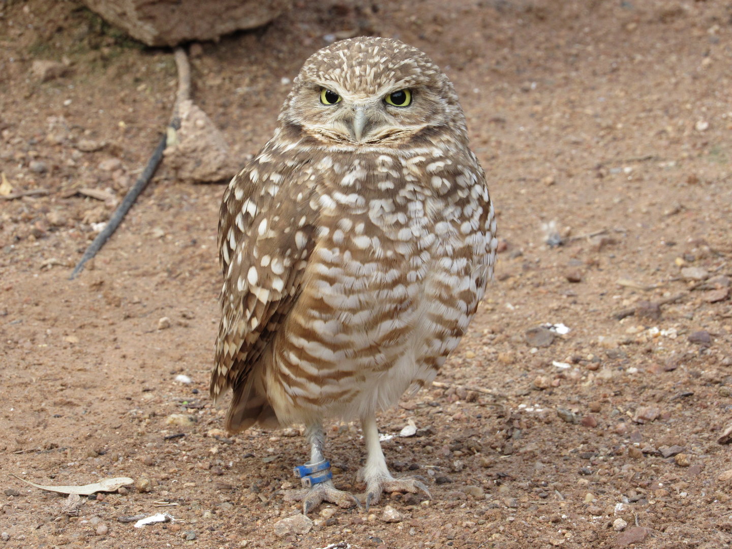 Burrowing Owl - 3/7/23