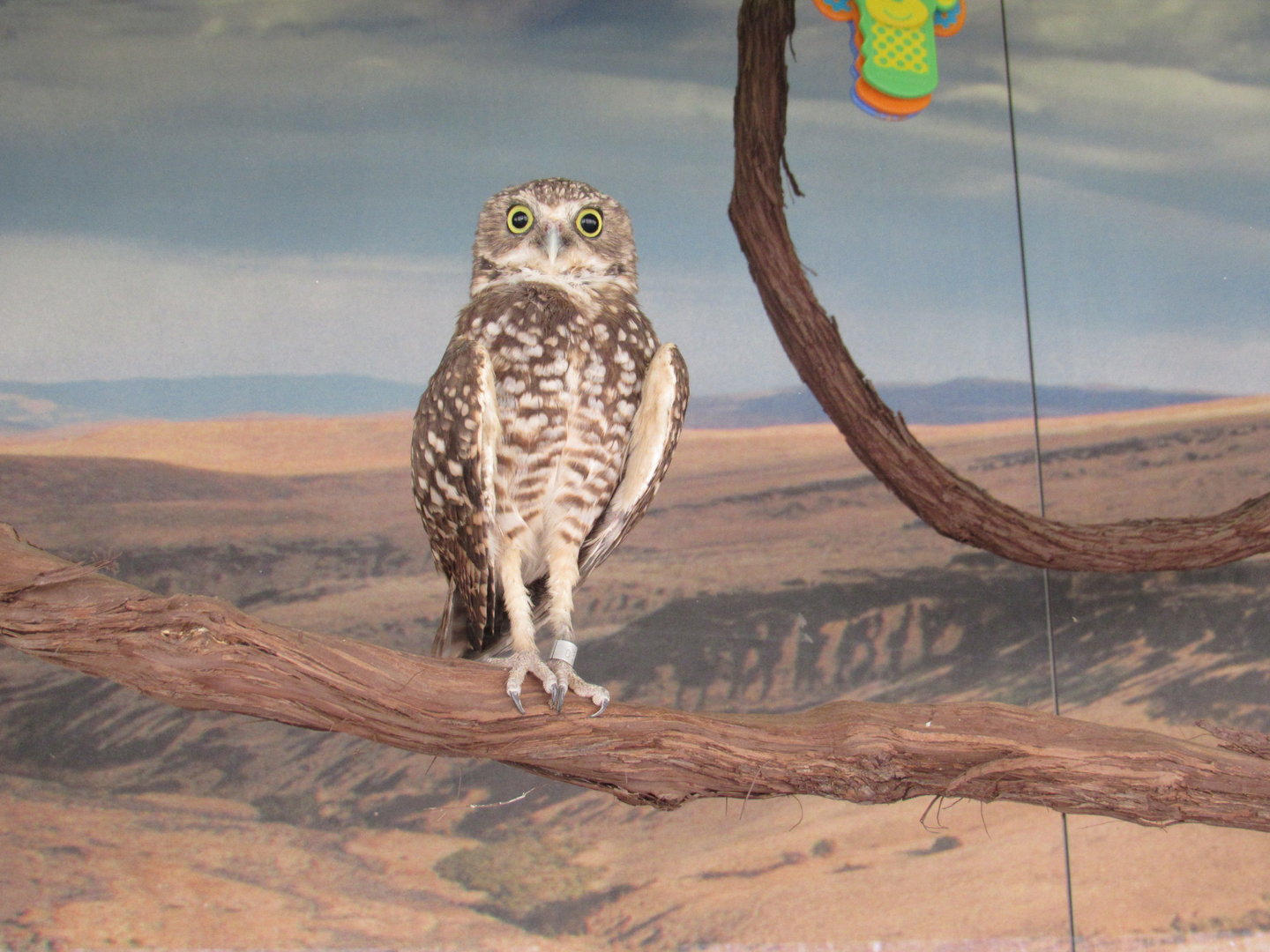 Burrowing Owl - 4/8/23
