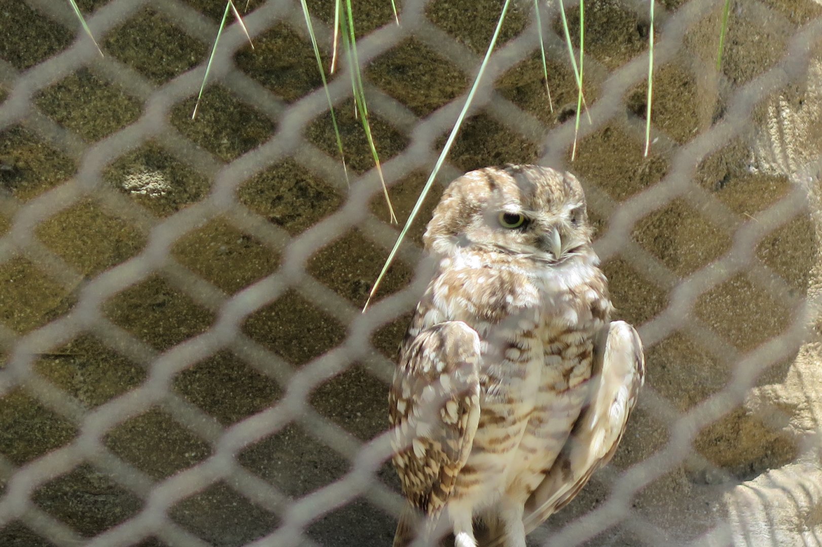 Burrowing Owl(8/23/2024)