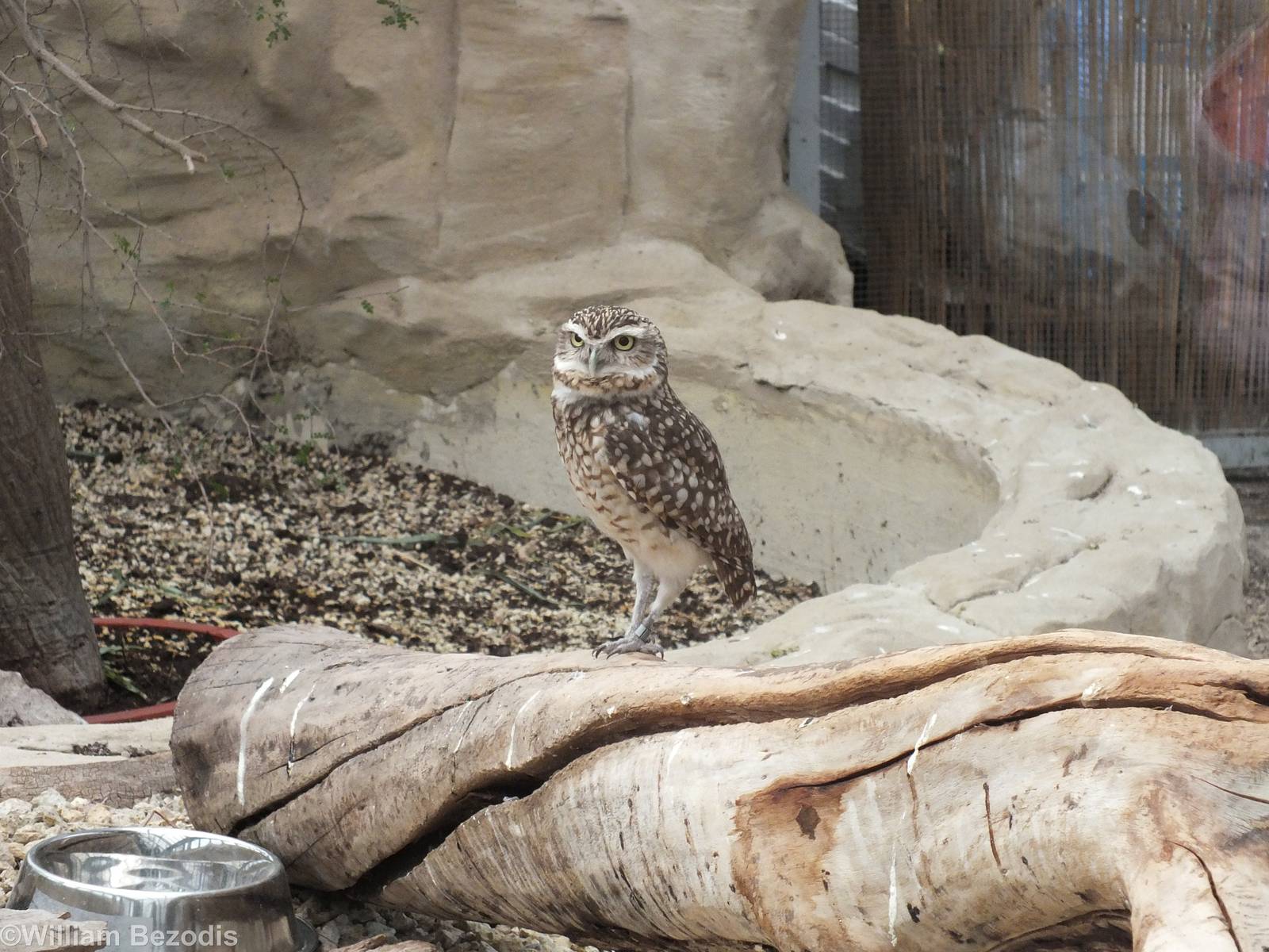 Burrowing Owl - Amazonia Exhibit