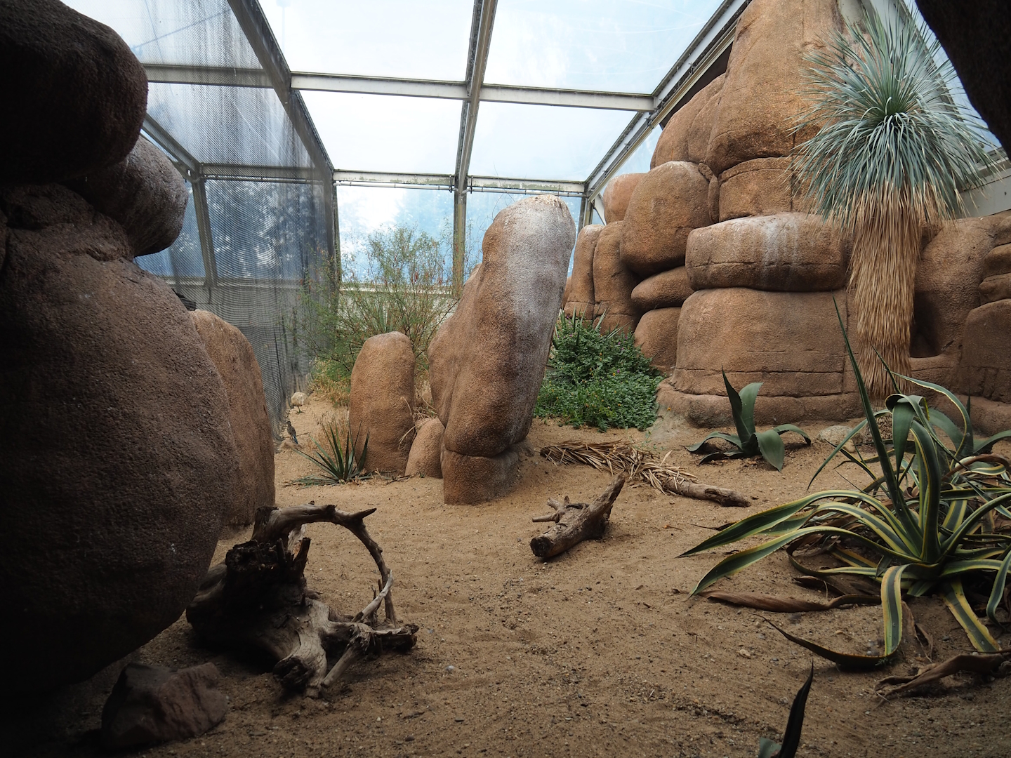 Burrowing owl and Greater roadrunner aviary, 2023-10-07