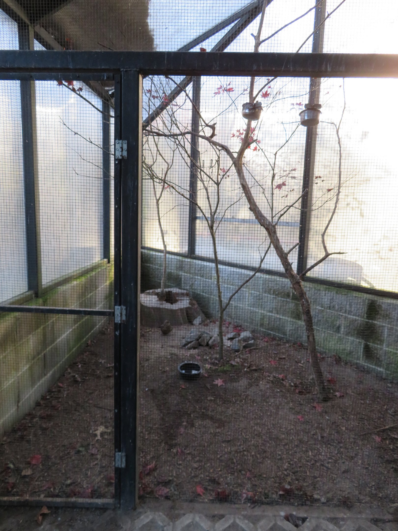Burrowing Owl and Green Jay Enclosure