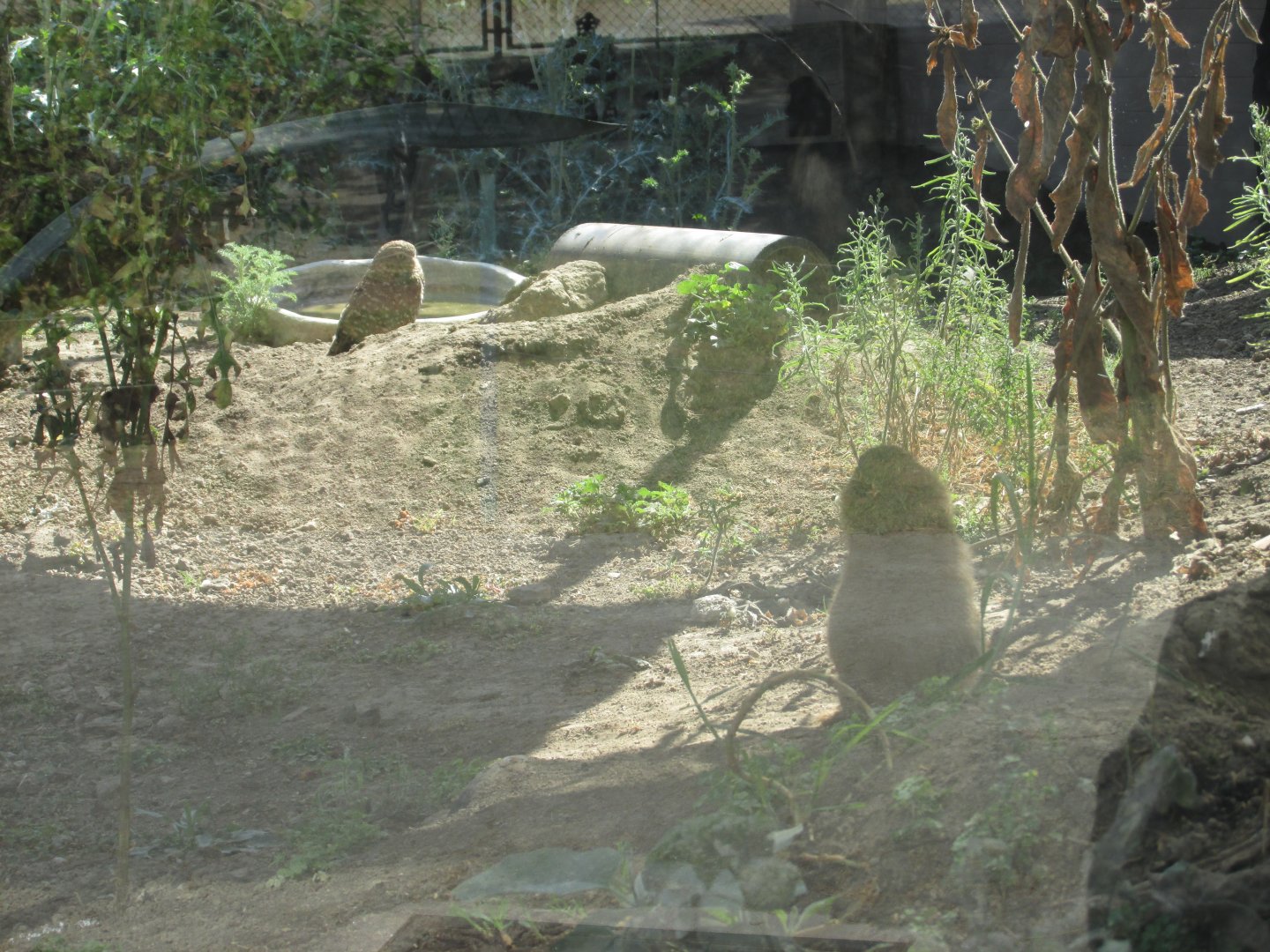 burrowing owl and prarie dog