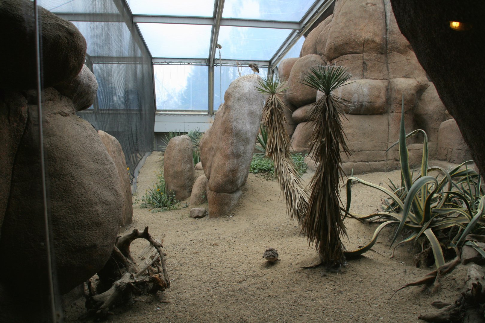 Burrowing owl and Roadrunner enclosure