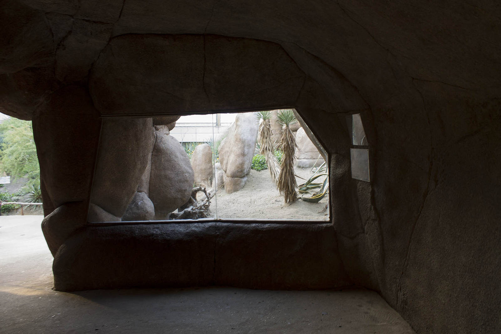 Burrowing owl and roadrunner exhibit, 8/15/14
