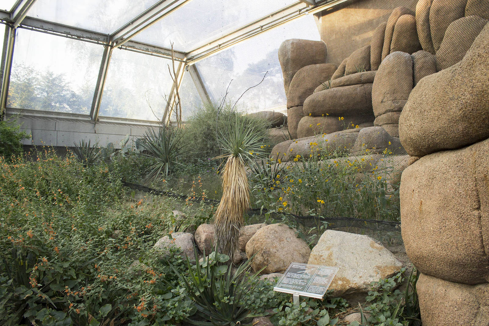 Burrowing owl and roadrunner exhibit, 8/15/14