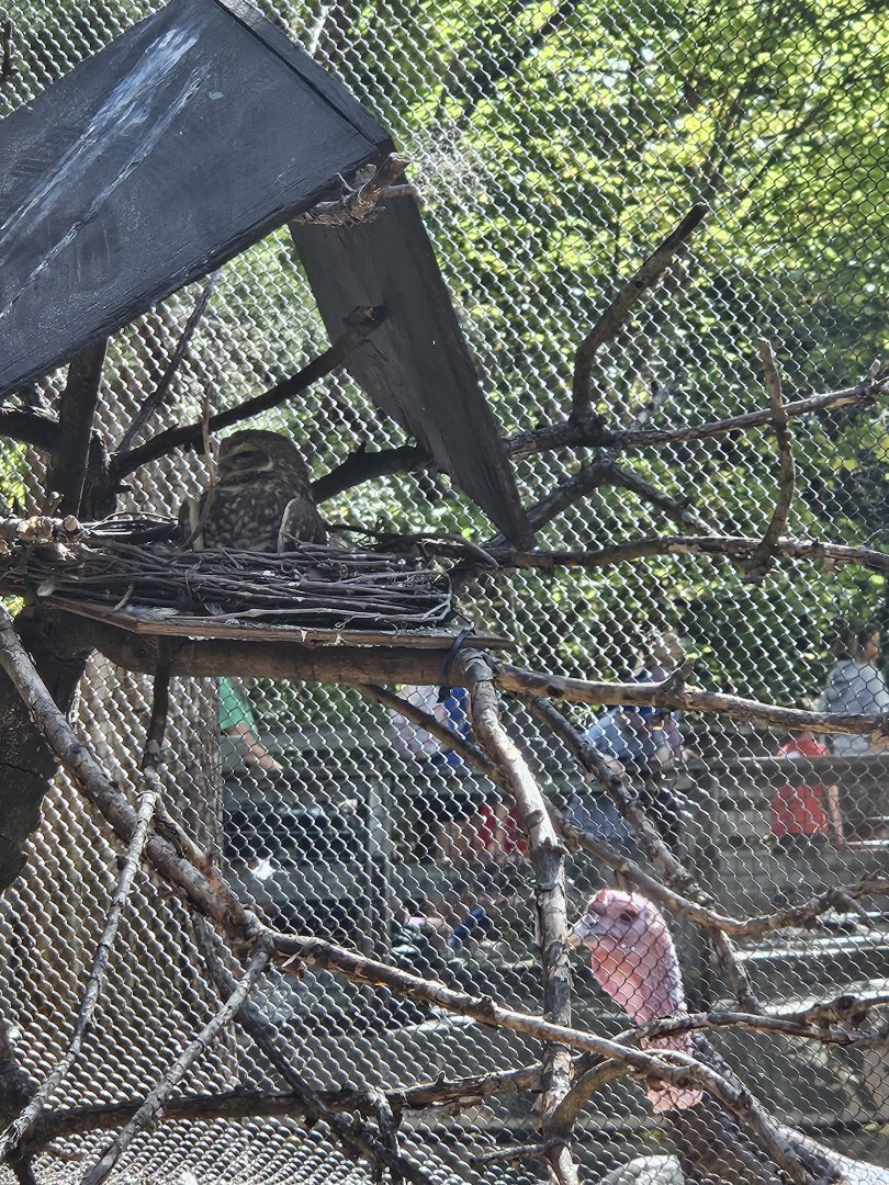 Burrowing Owl and Wild Turkey
