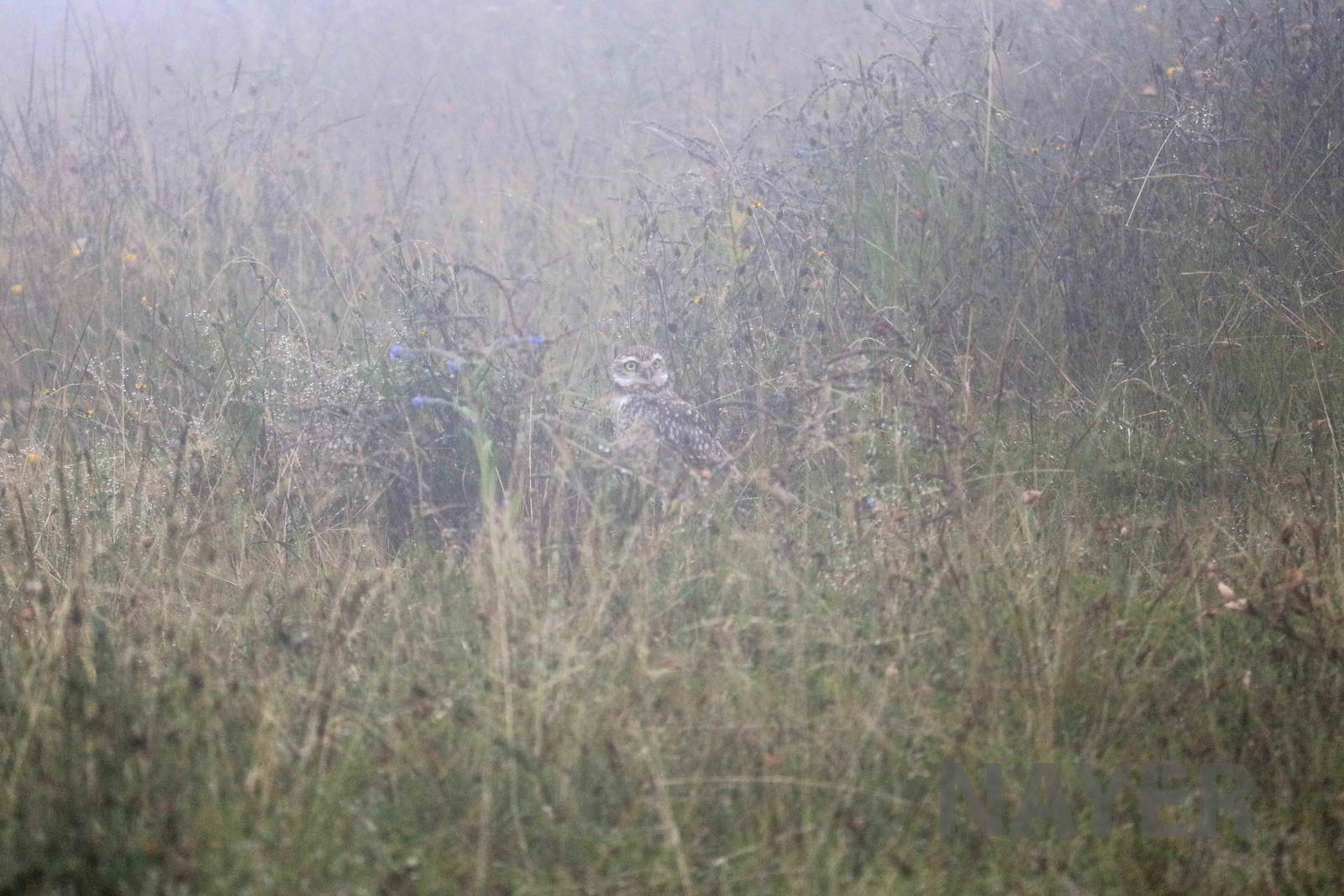 Burrowing owl, April 2016