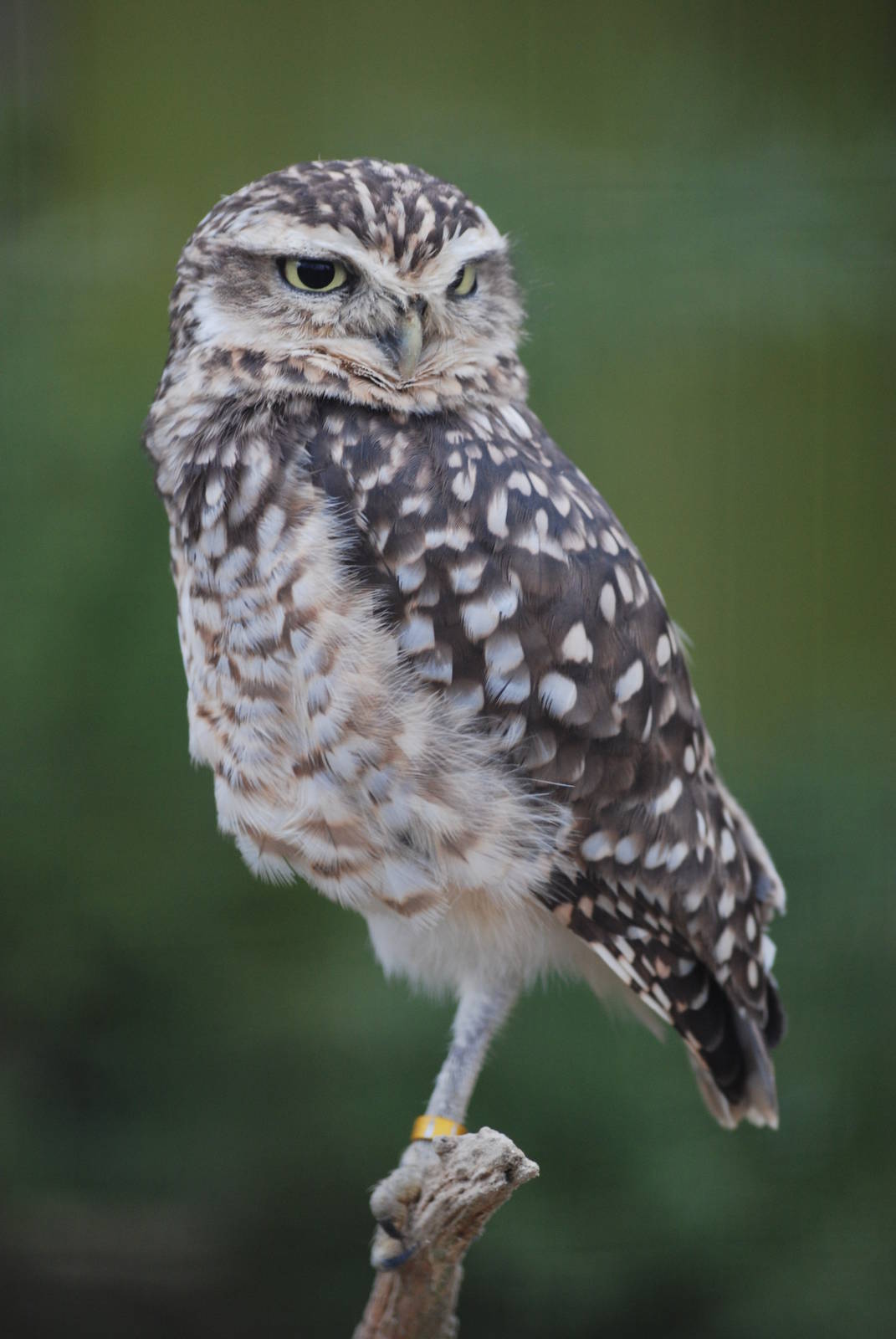 Burrowing Owl at Birdland, 05/03/11