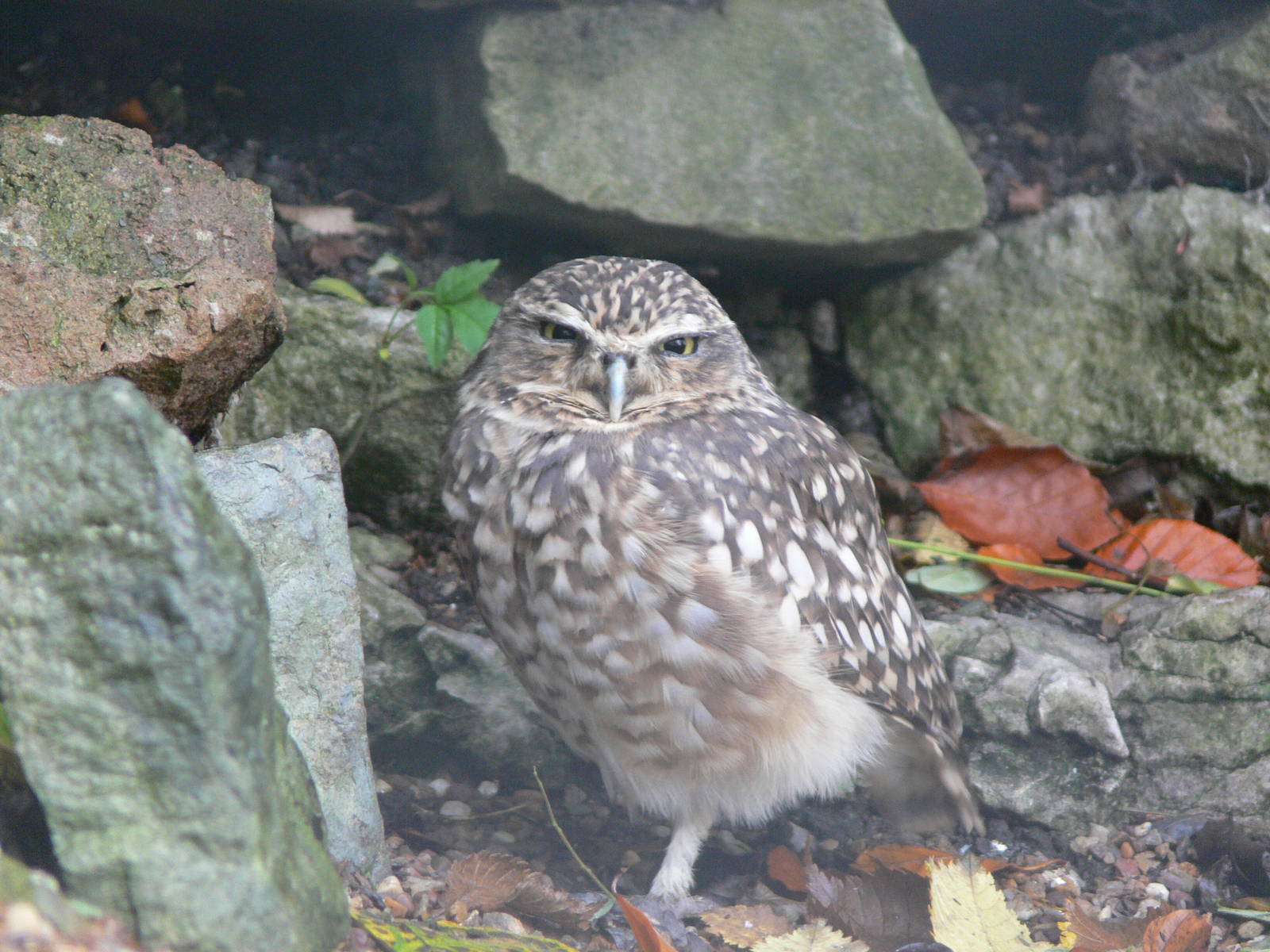 Burrowing Owl at Dudley, 02/11/13