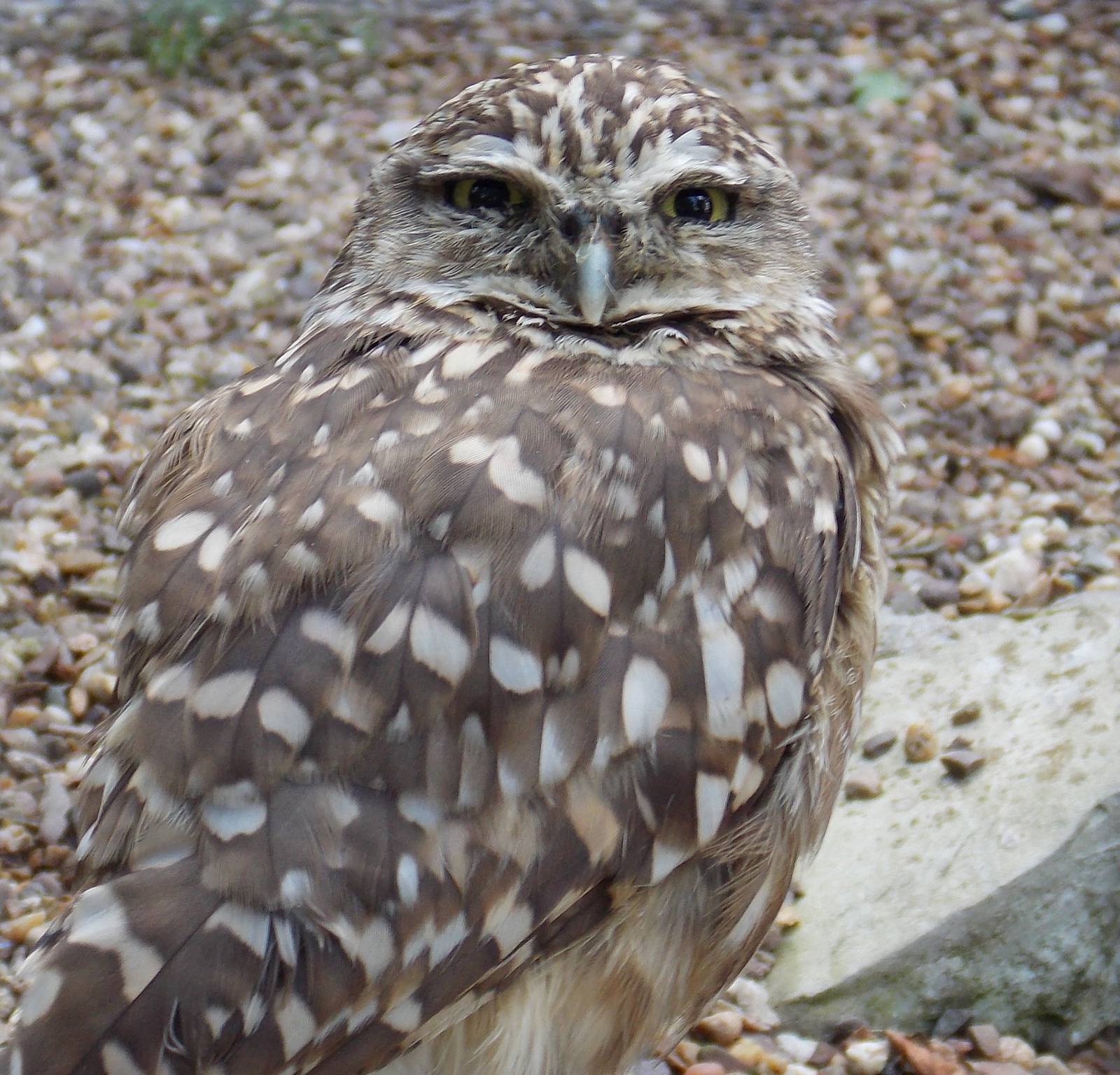 Burrowing owl at Dudley zoo 09/08/13