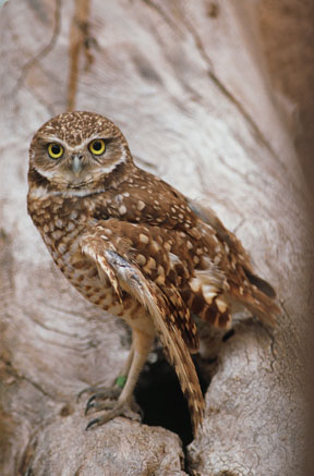 burrowing owl at LDSP