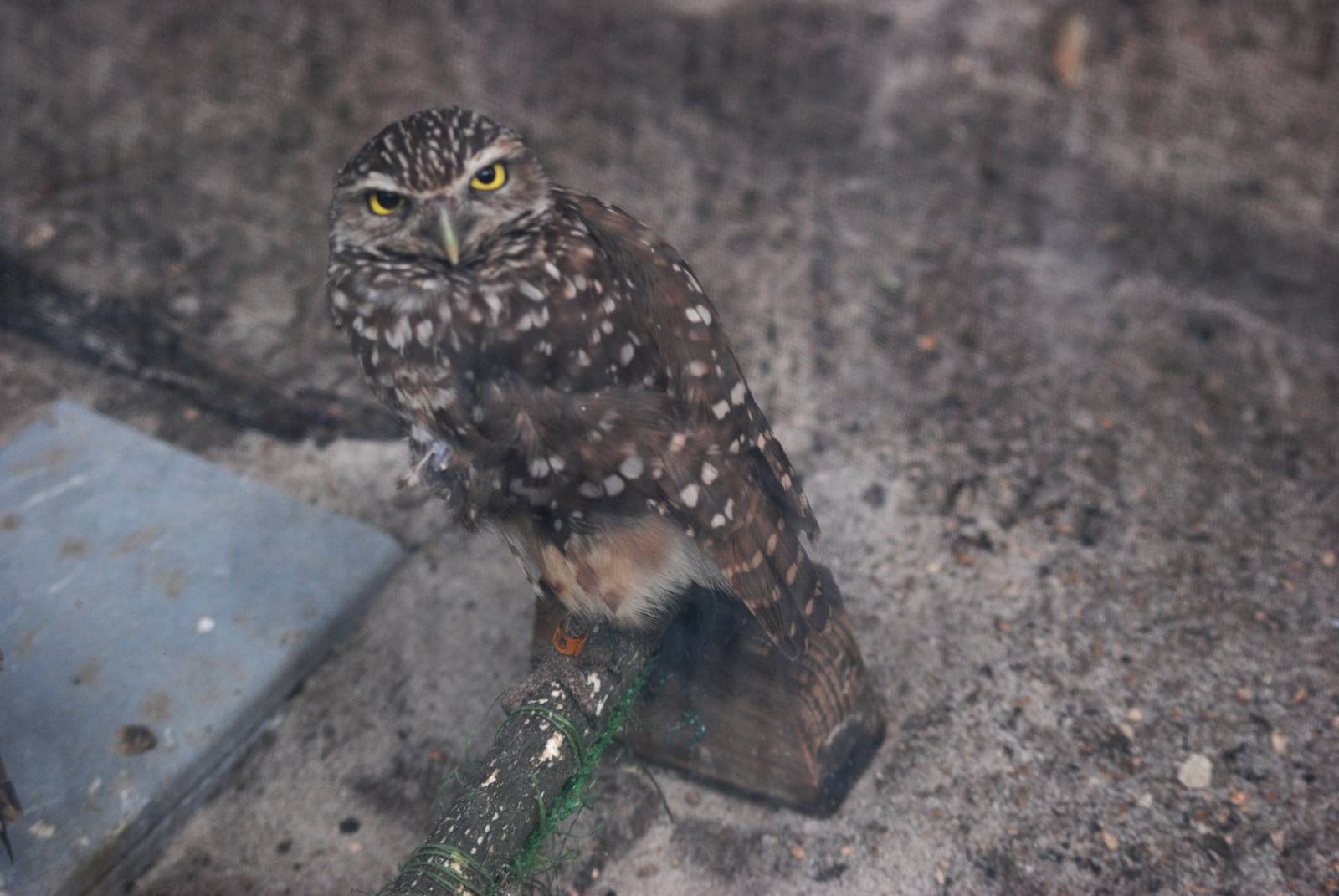 Burrowing Owl at Peace River Wildlife Centre, 09/10/13