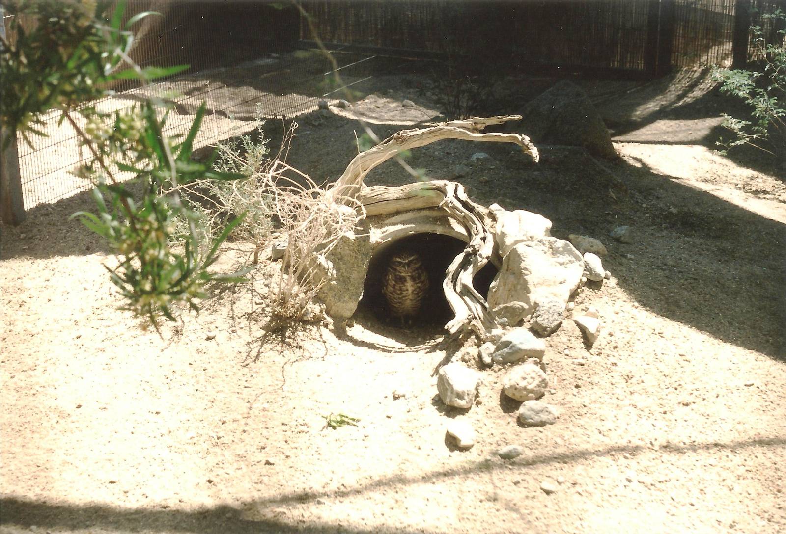 Burrowing Owl at The Living Desert, 1998