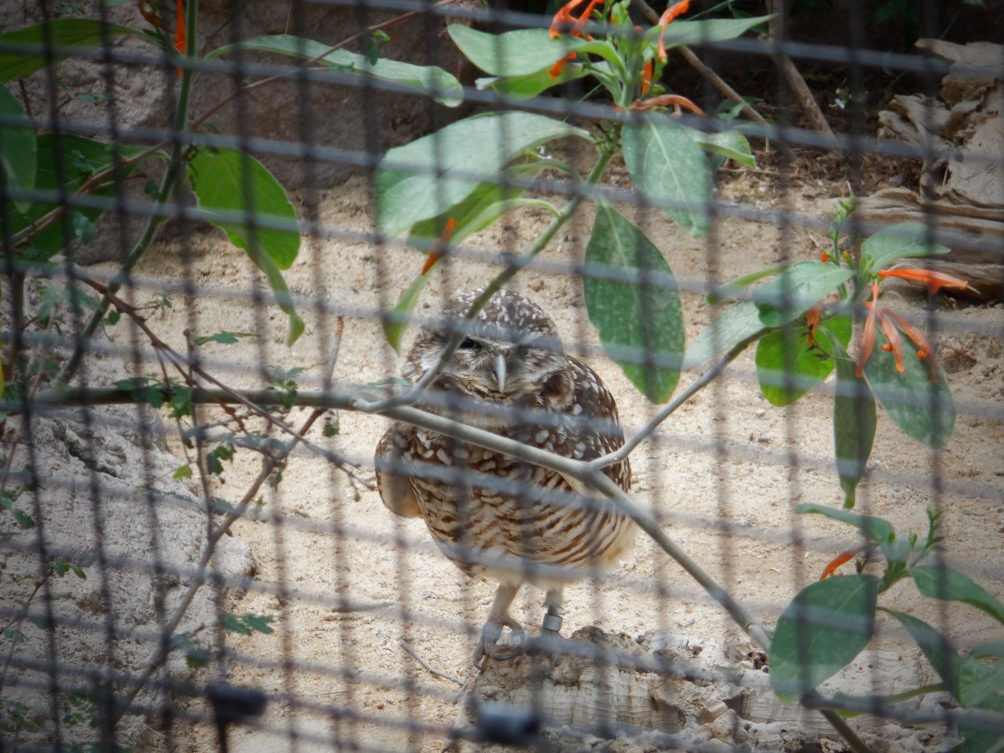 Burrowing Owl at the North Carolina Zoo