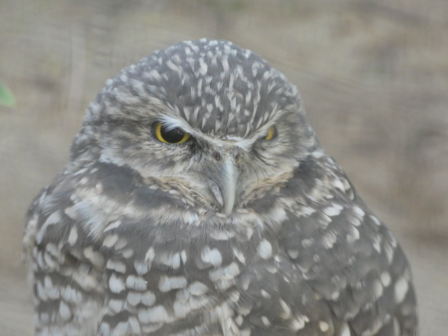 Burrowing Owl at the North Carolina Zoo