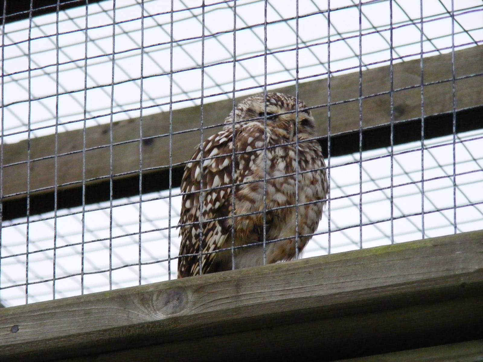 Burrowing owl at Woburn Safari Park, 14 November 2010