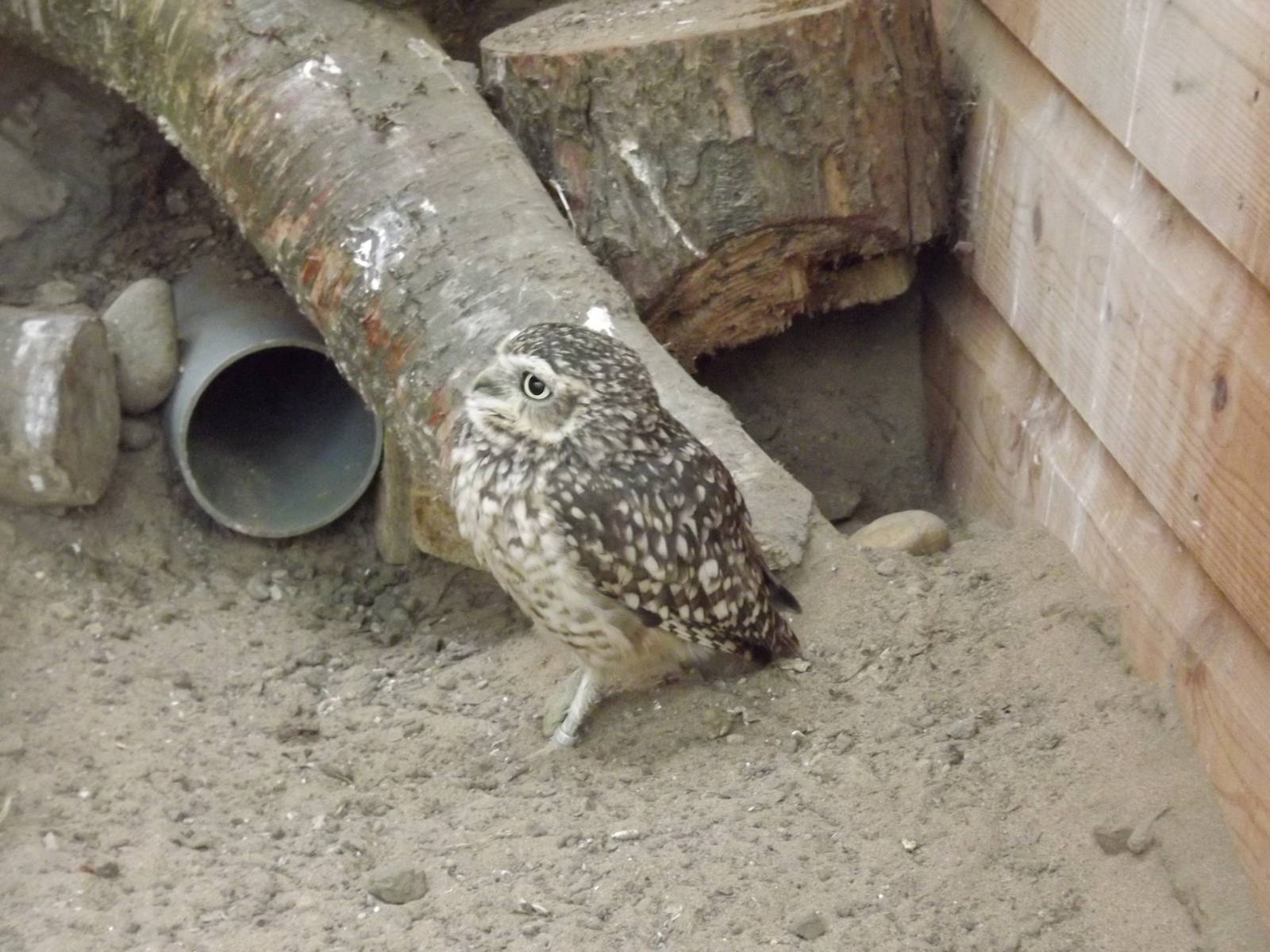 Burrowing Owl at Yorkshire Wildlife Park 18/02/12