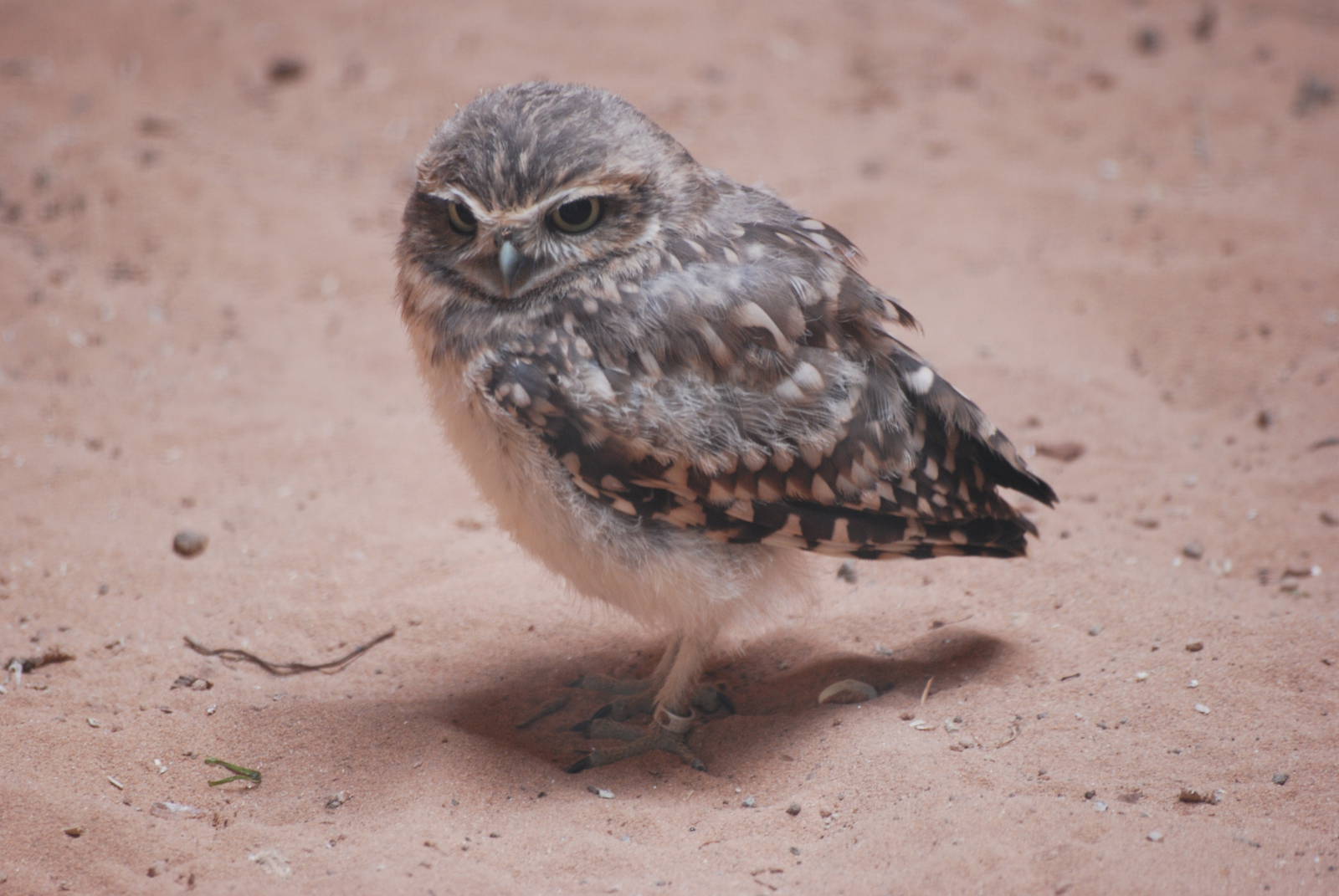 Burrowing Owl at Yorkshire WP, 07/08/11
