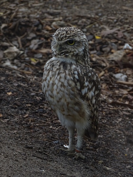 Burrowing owl (Athene cunicularia) (07/22)