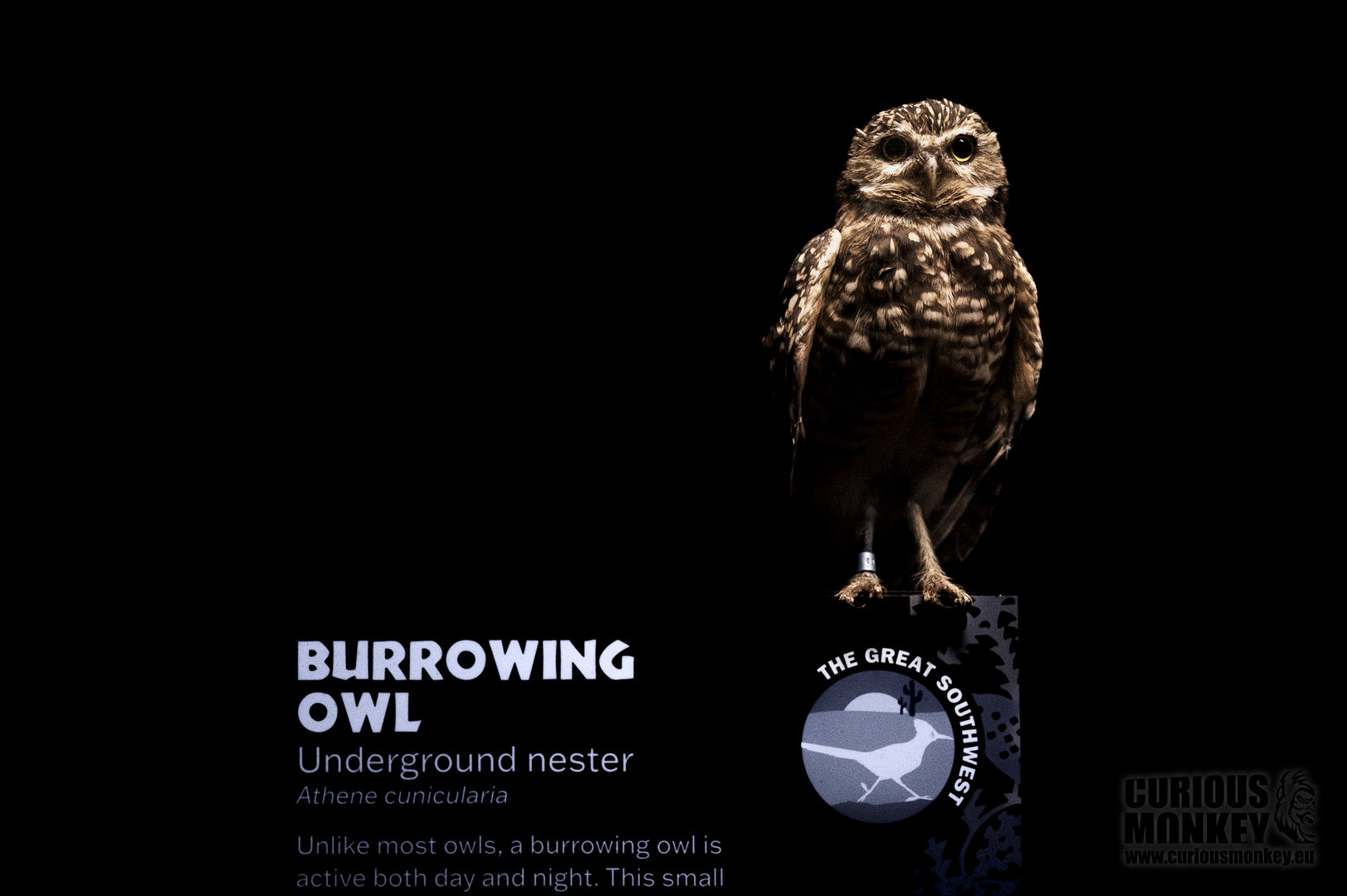 Burrowing Owl (athene cunicularia) 10/21