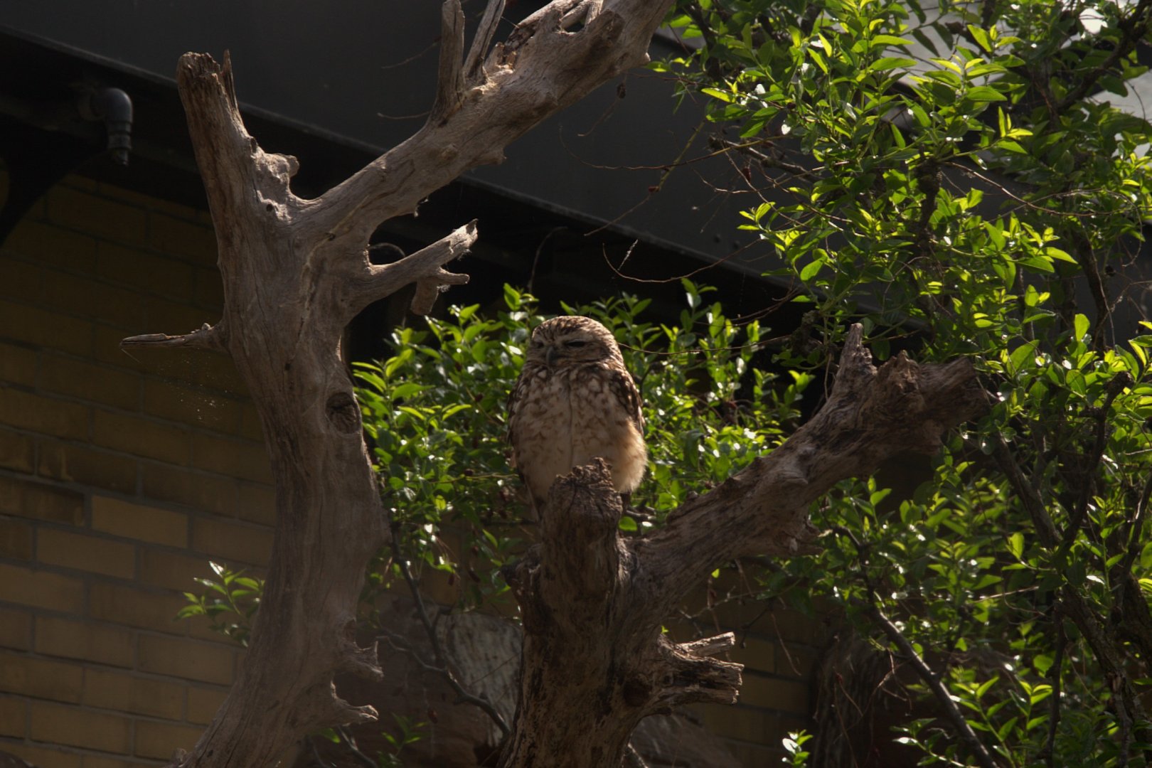 Burrowing Owl (Athene cunicularia), 27-05-25