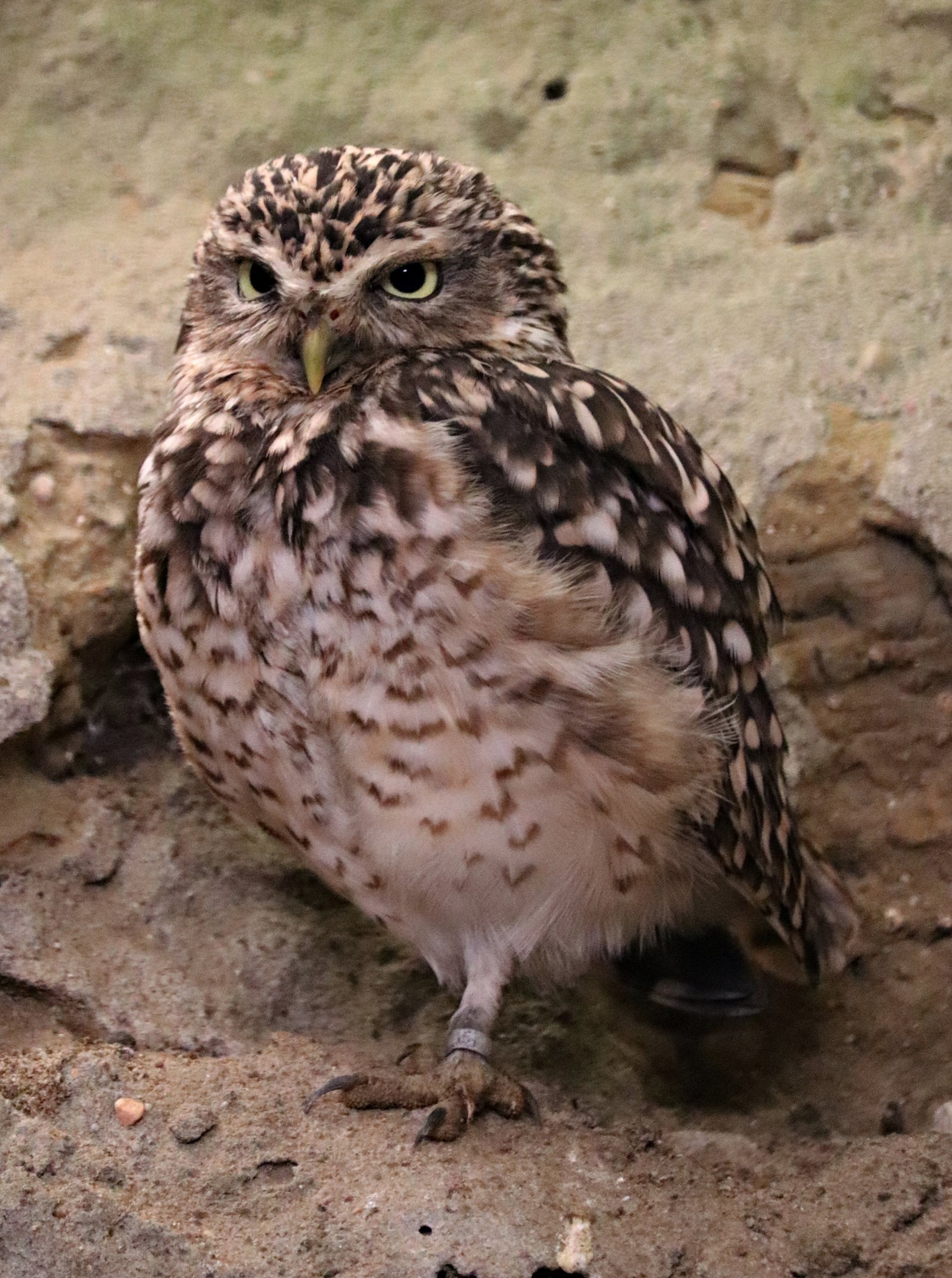 Burrowing owl (Athene cunicularia) - Paradieshalle