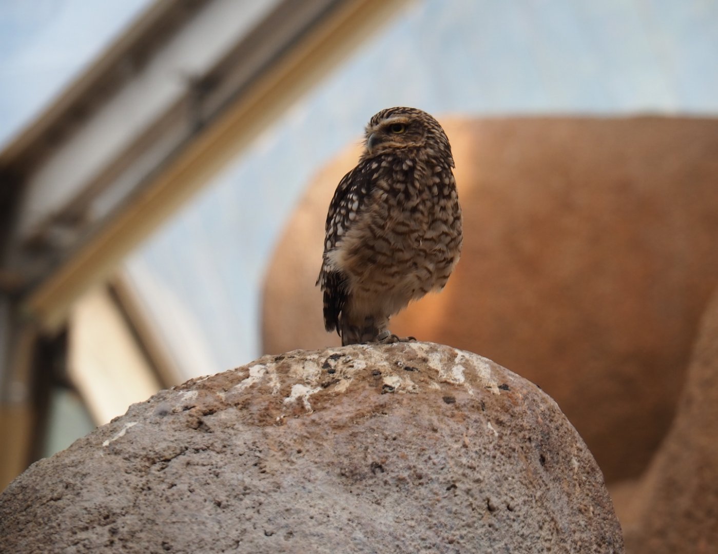 Burrowing owl (Athene cunicularia), Sep 16th, 2018