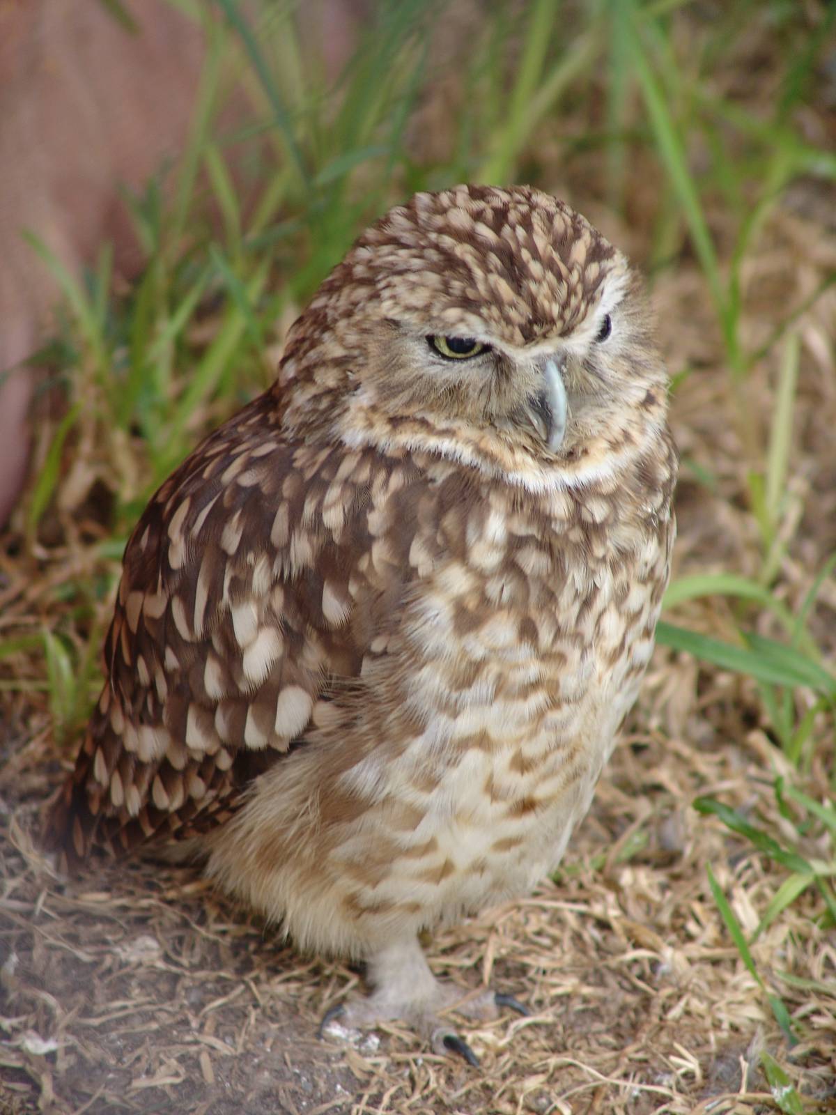 Burrowing Owl (Athene cunicularia)