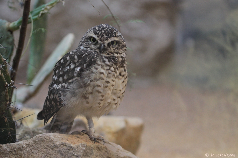 Burrowing Owl (Athene cunicularia)