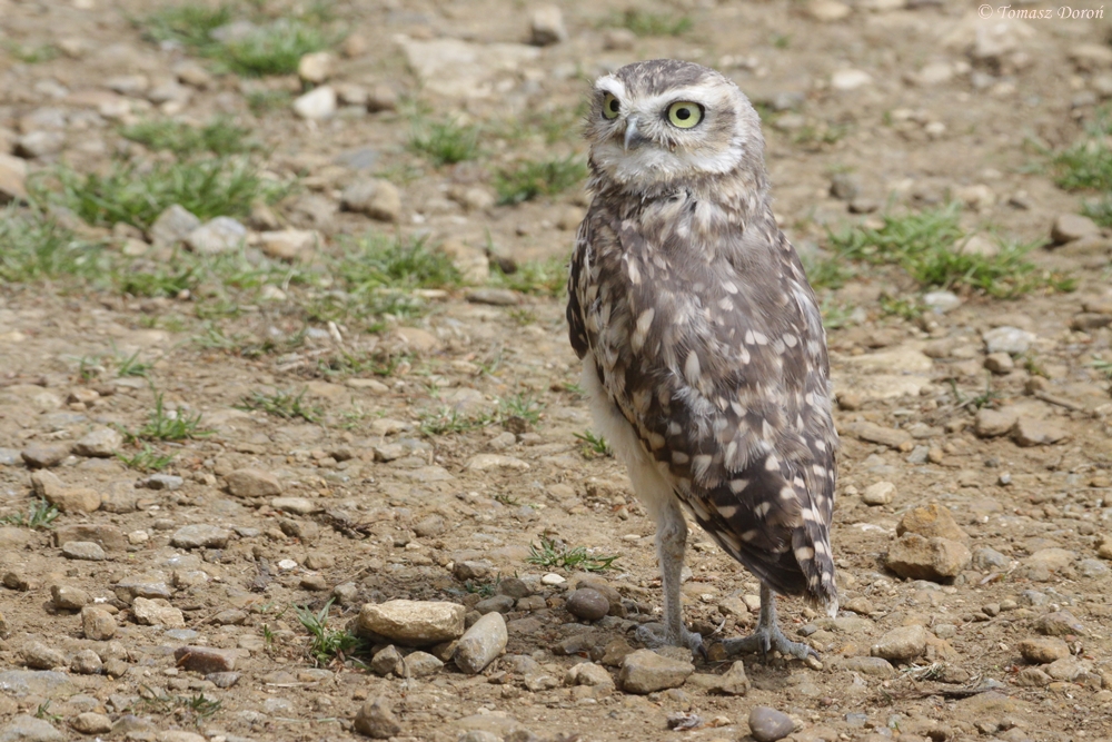 Burrowing Owl (Athene cunicularia)