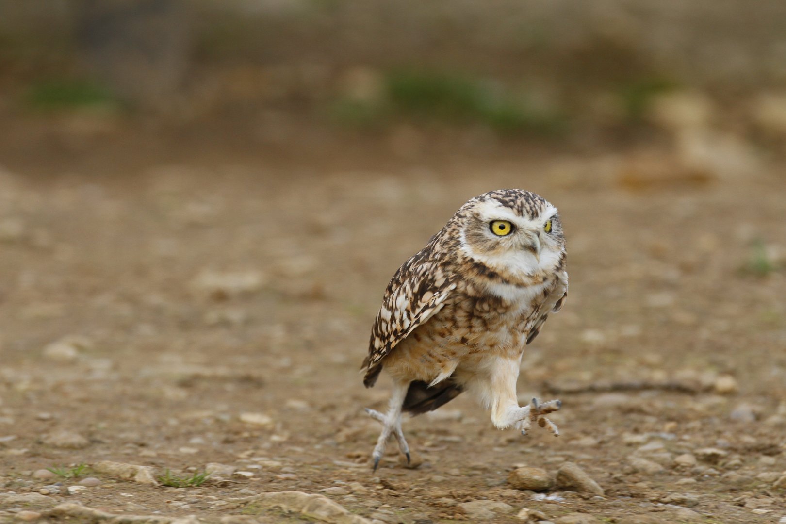 Burrowing Owl (Athene cunicularia)