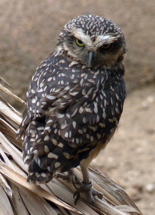 Burrowing owl (Athene cunicularia)